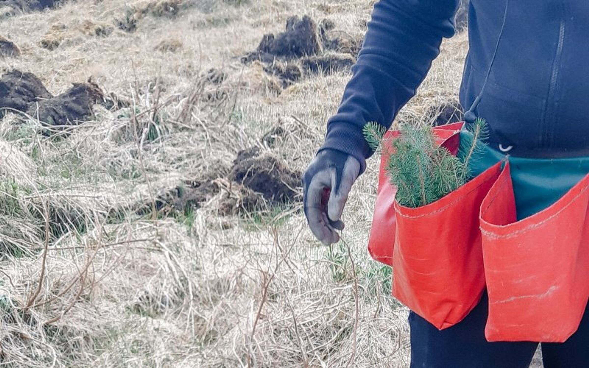 Reforestation
