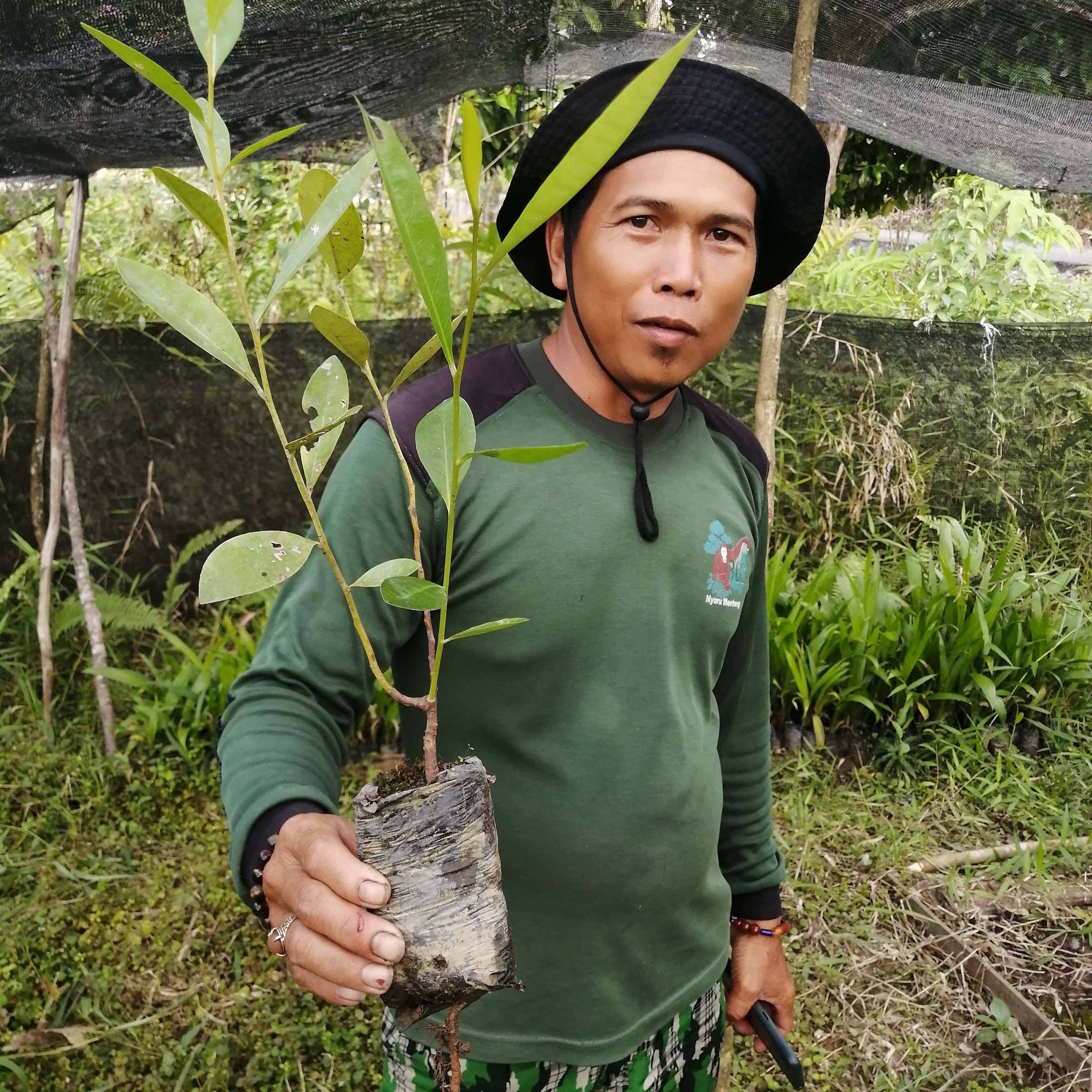 Indonesian man holding sapling