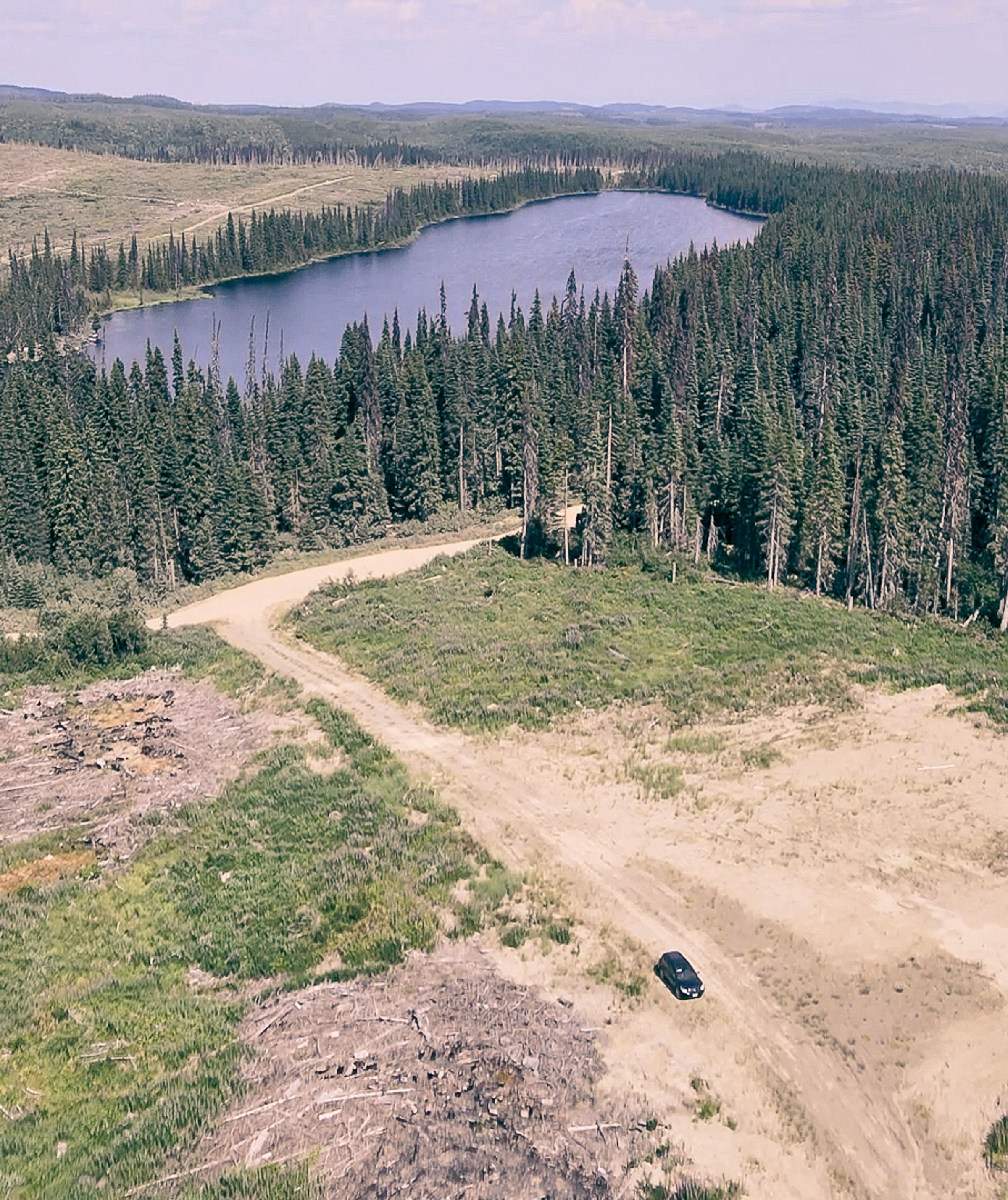 Reforesting After Insect Outbreaks in British Columbia, Canada