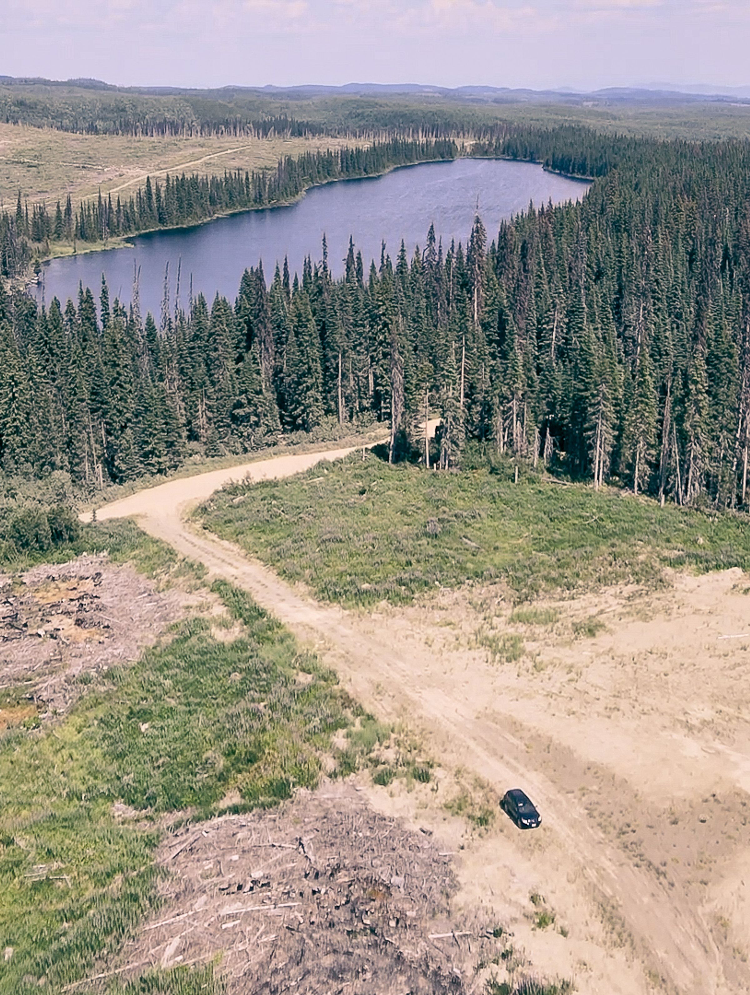 Reforesting After Insect Outbreaks in British Columbia, Canada