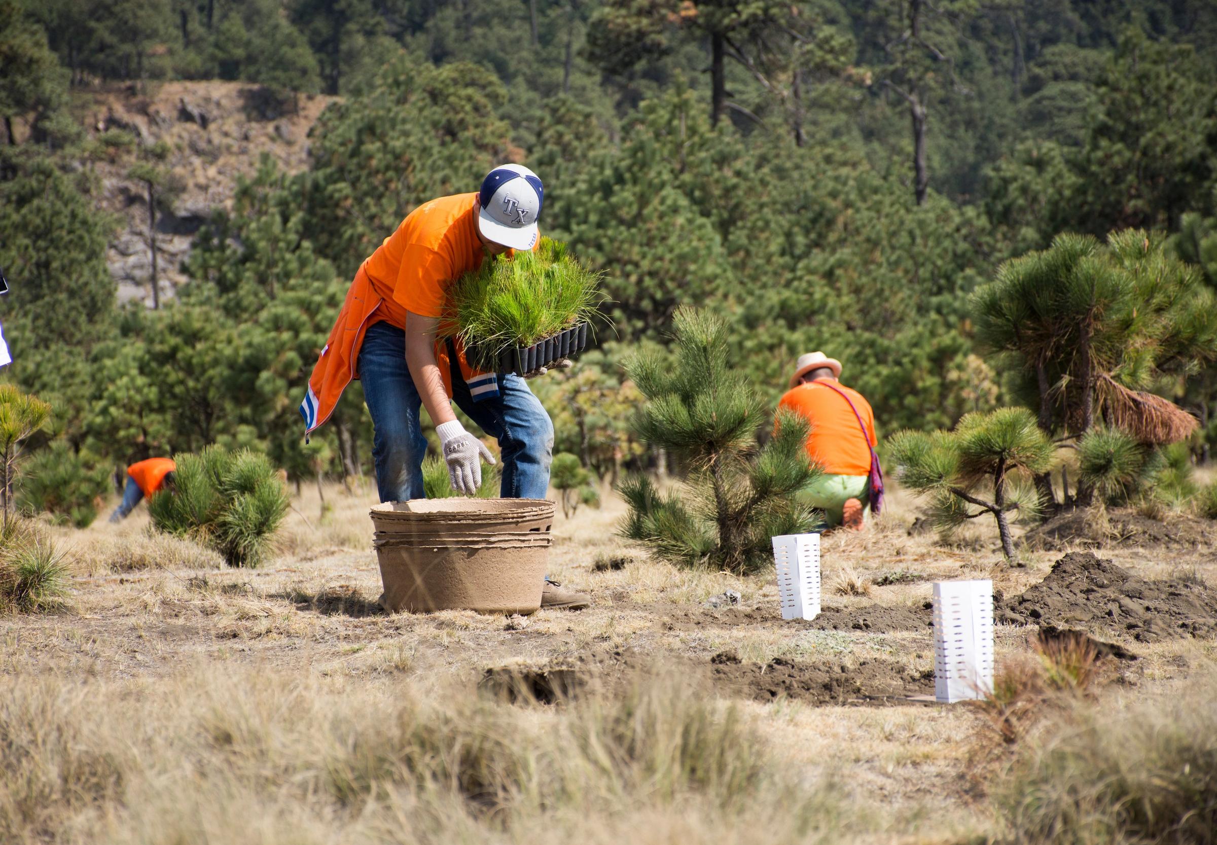 People planting trees on restoration site