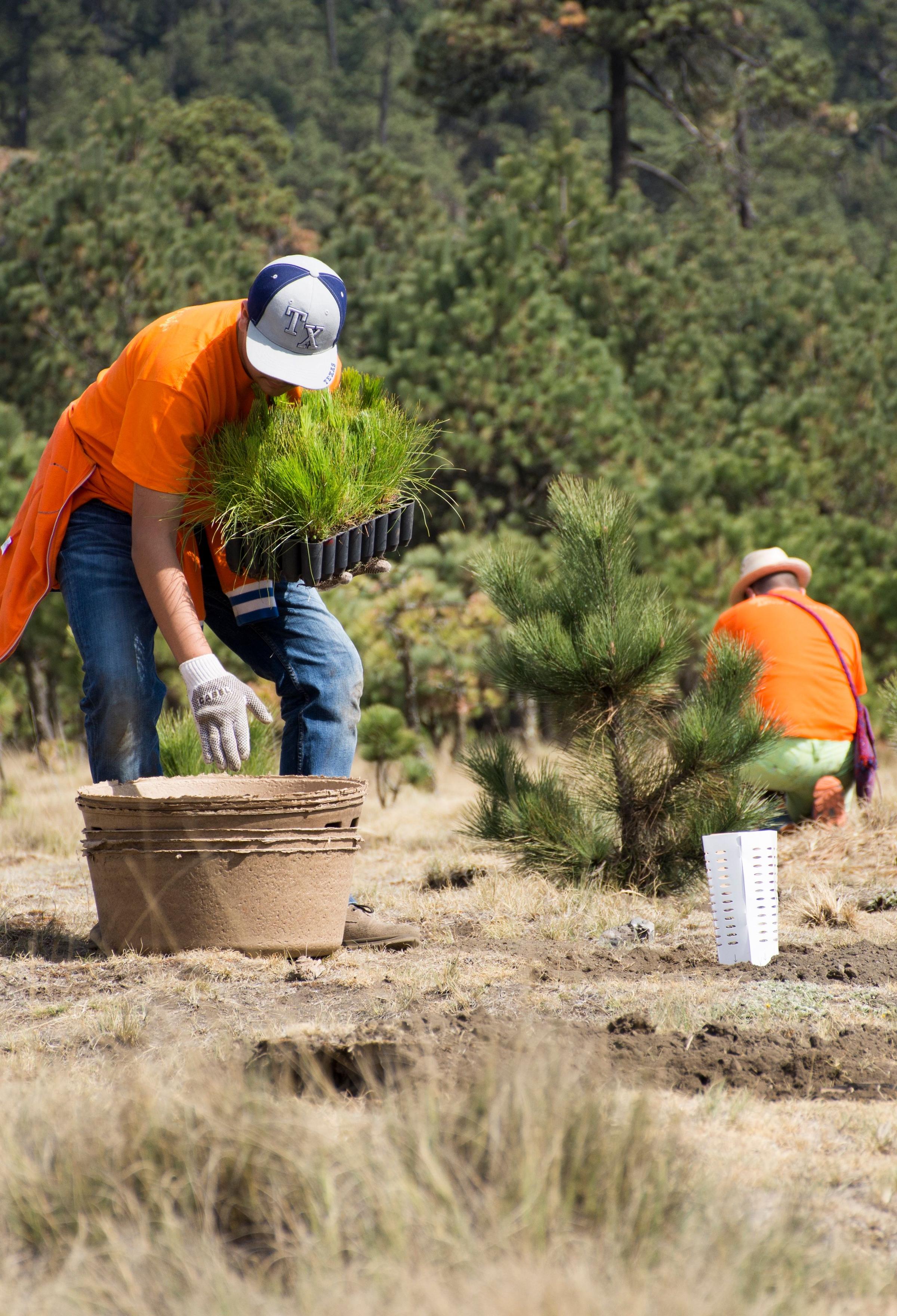 People planting trees on restoration site