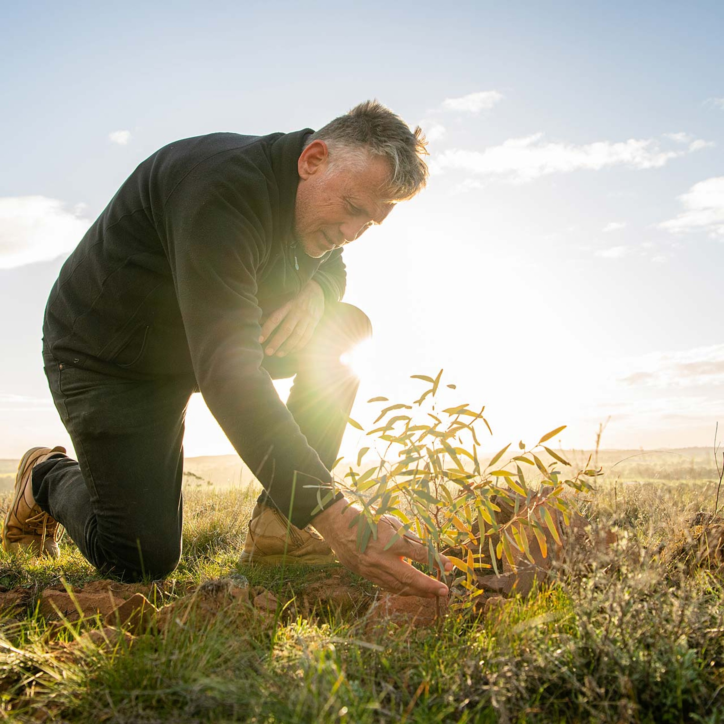 Man looking at eucalytpus sapling