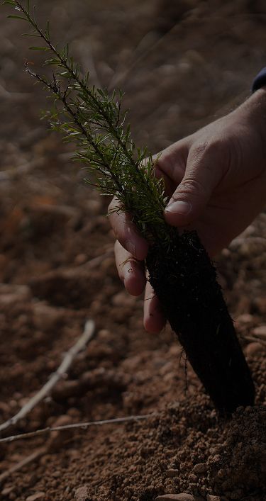 Tree planting in spain, arguedas