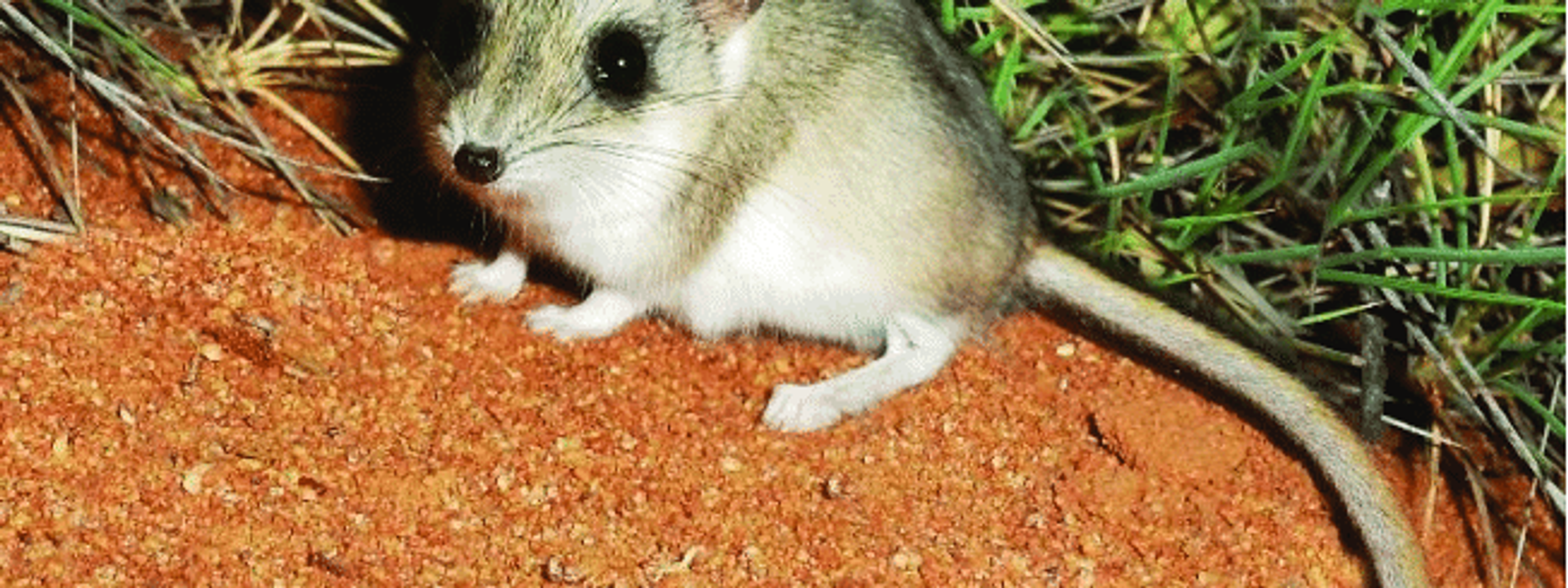 Sandhill dunnart
