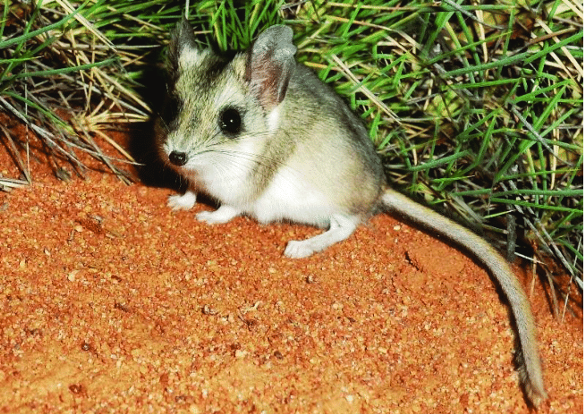 Sandhill dunnart
