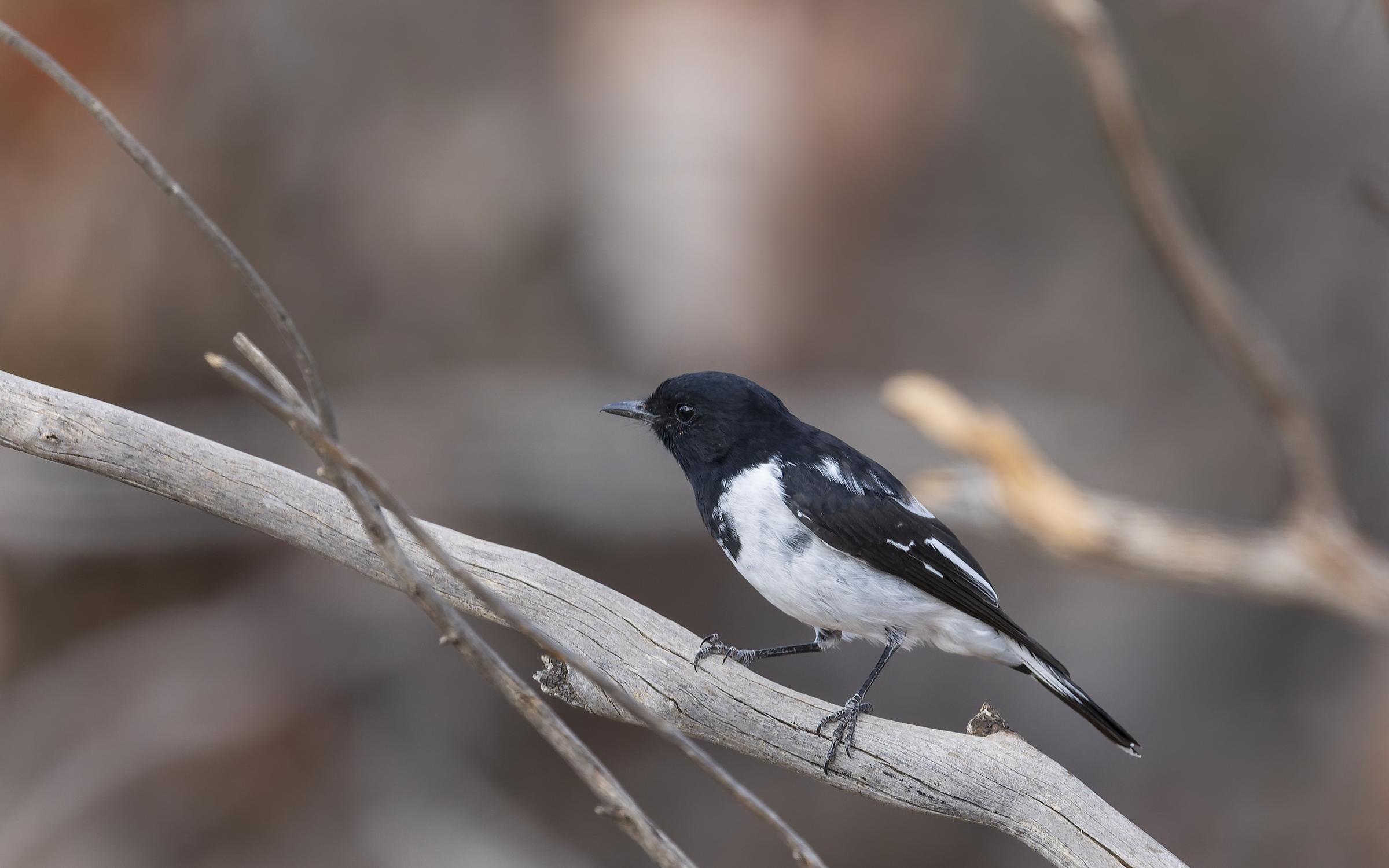 Hooded Robin