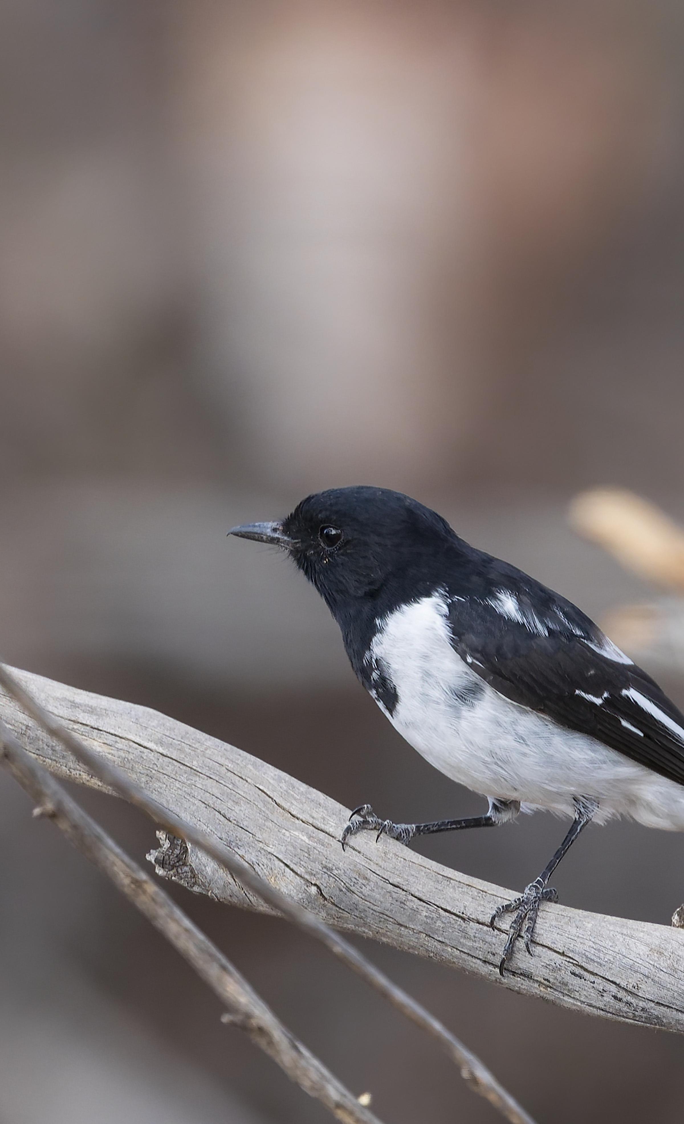 Hooded Robin