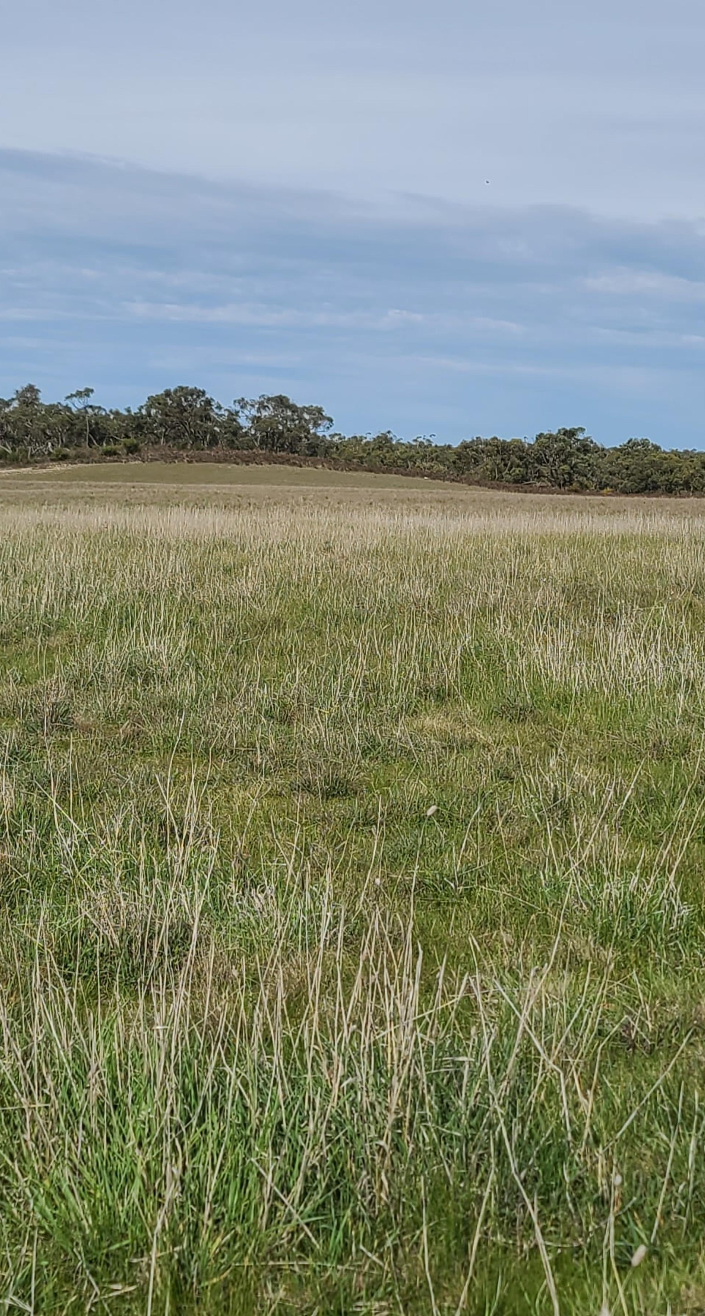 Peronne nature restoration site Victoria Australia