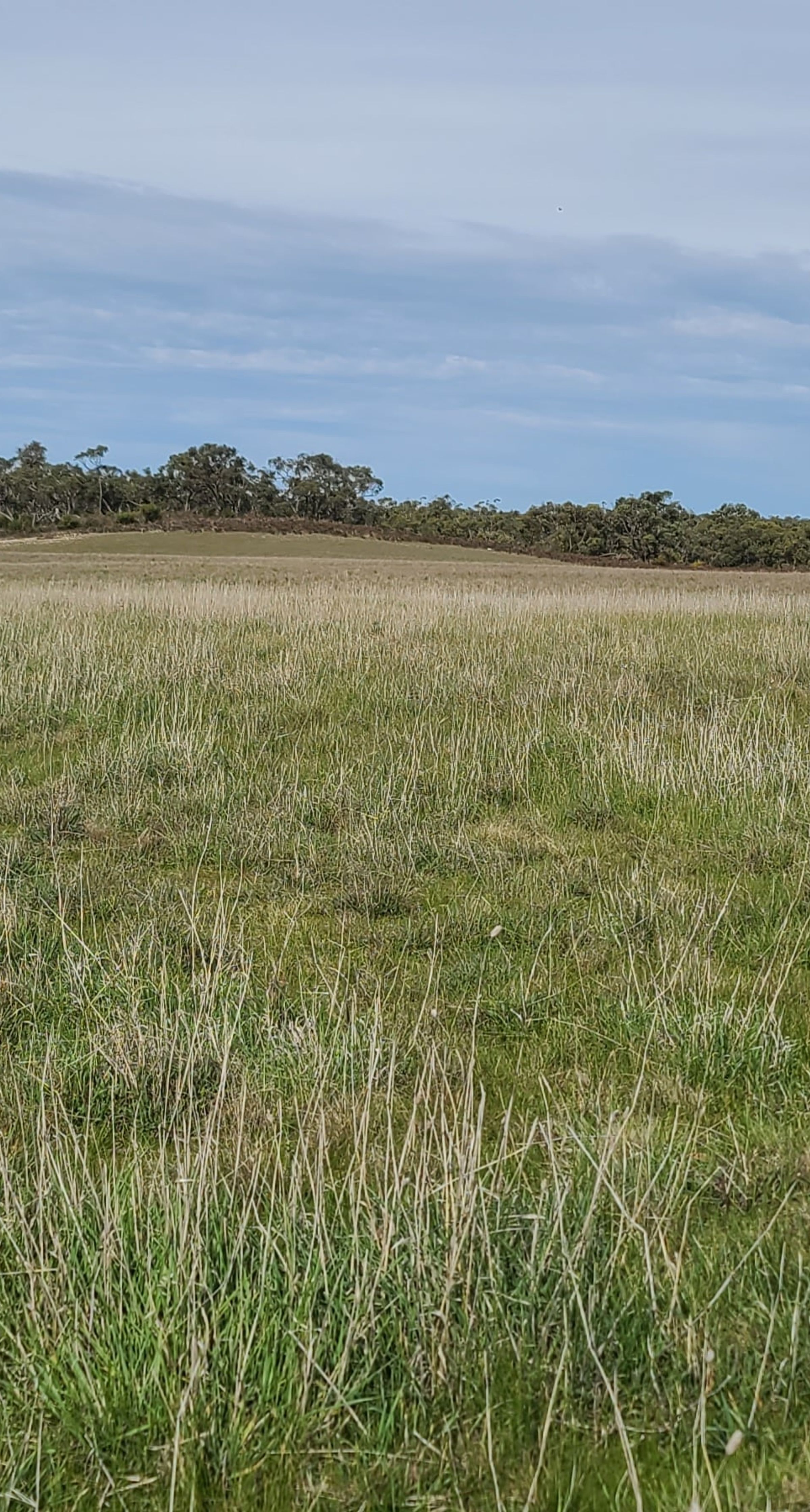 Peronne nature restoration site Victoria Australia