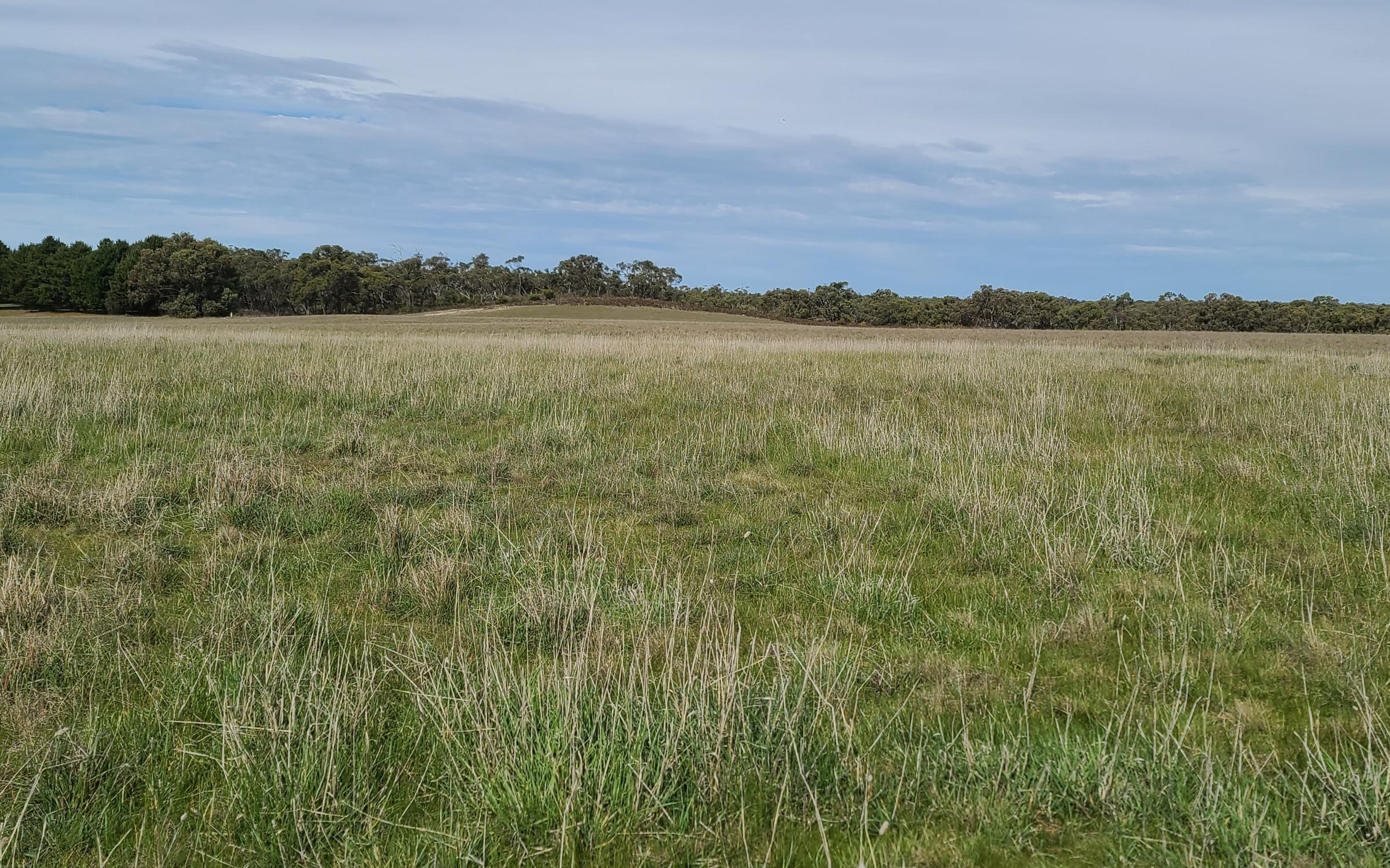Peronne nature restoration site Victoria Australia