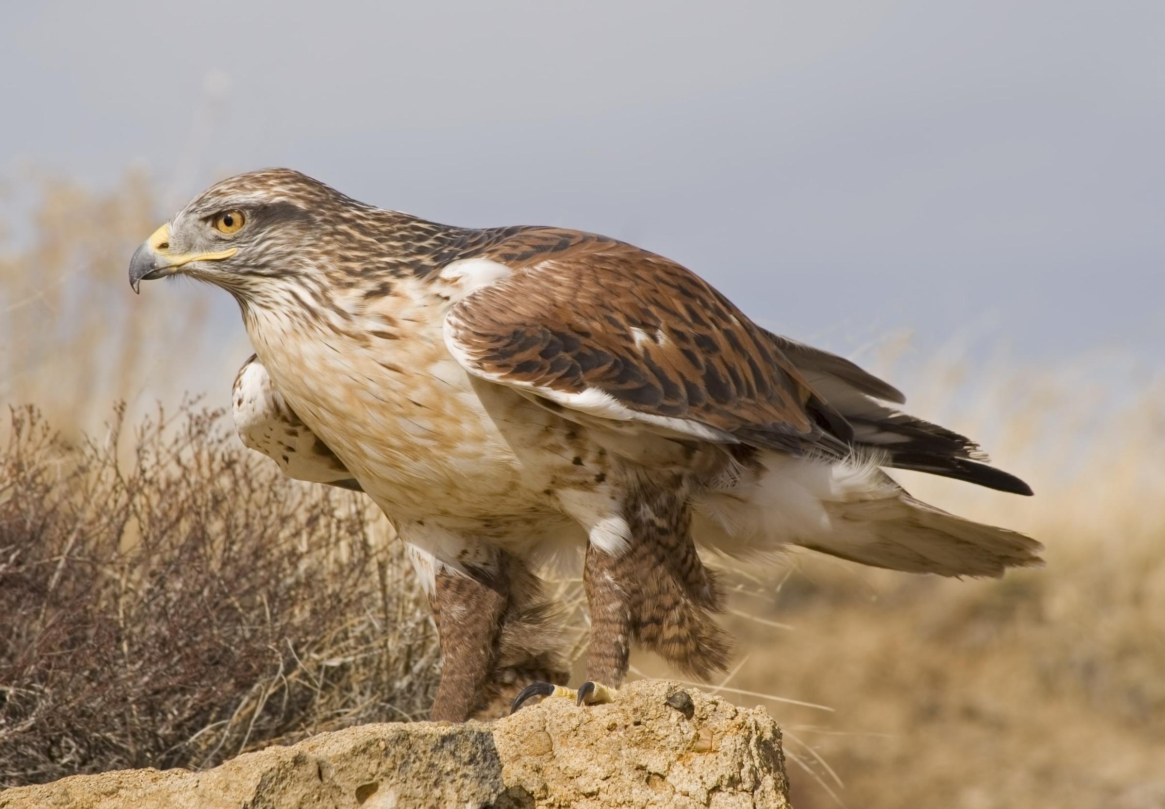 Ferruginous Hawk