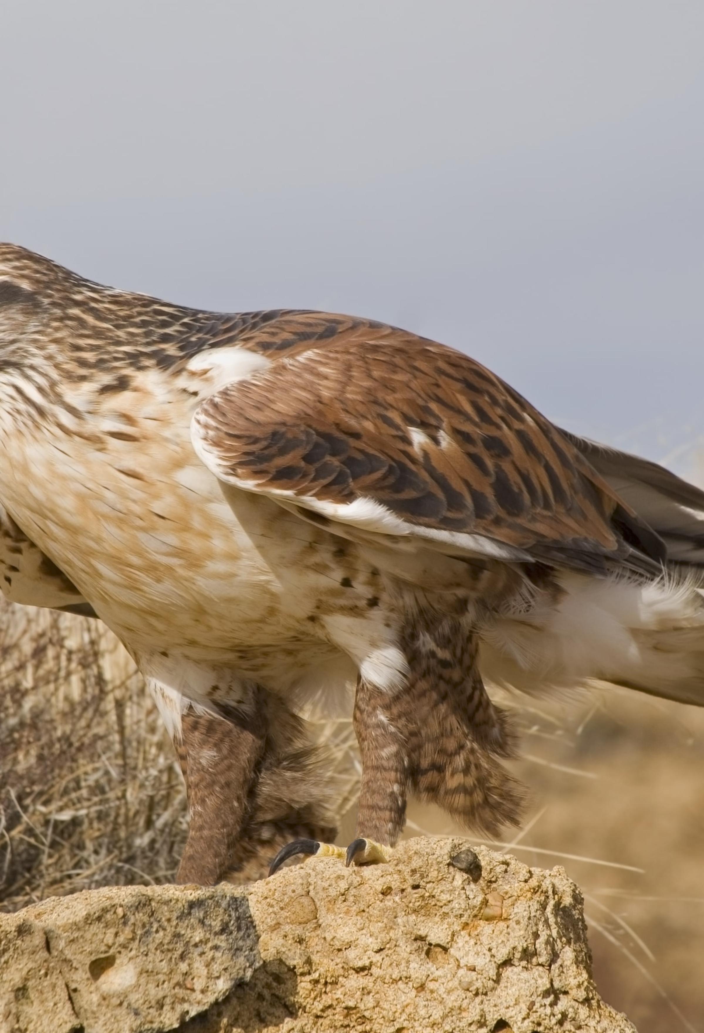 Ferruginous Hawk