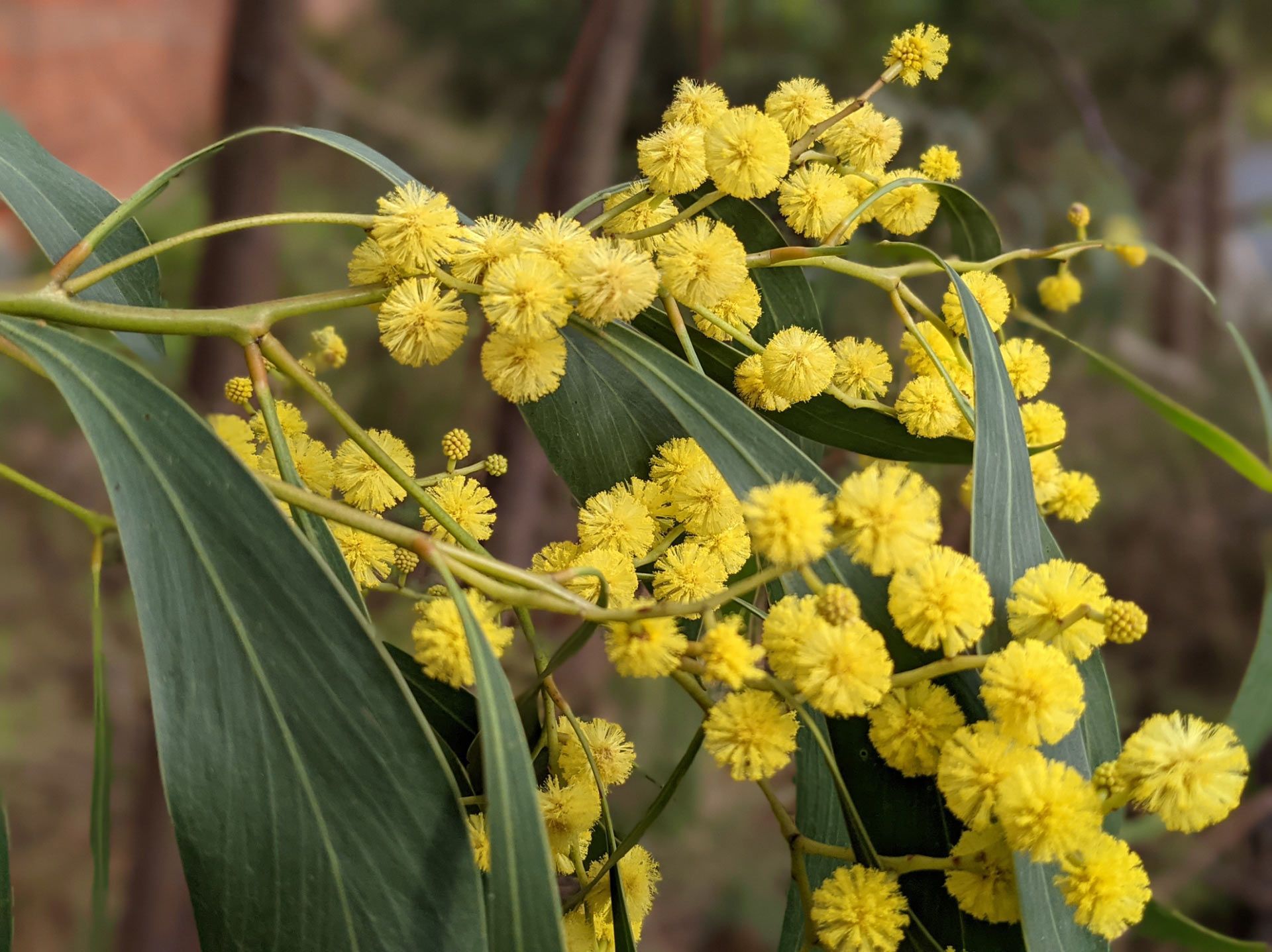 Golden Wattle