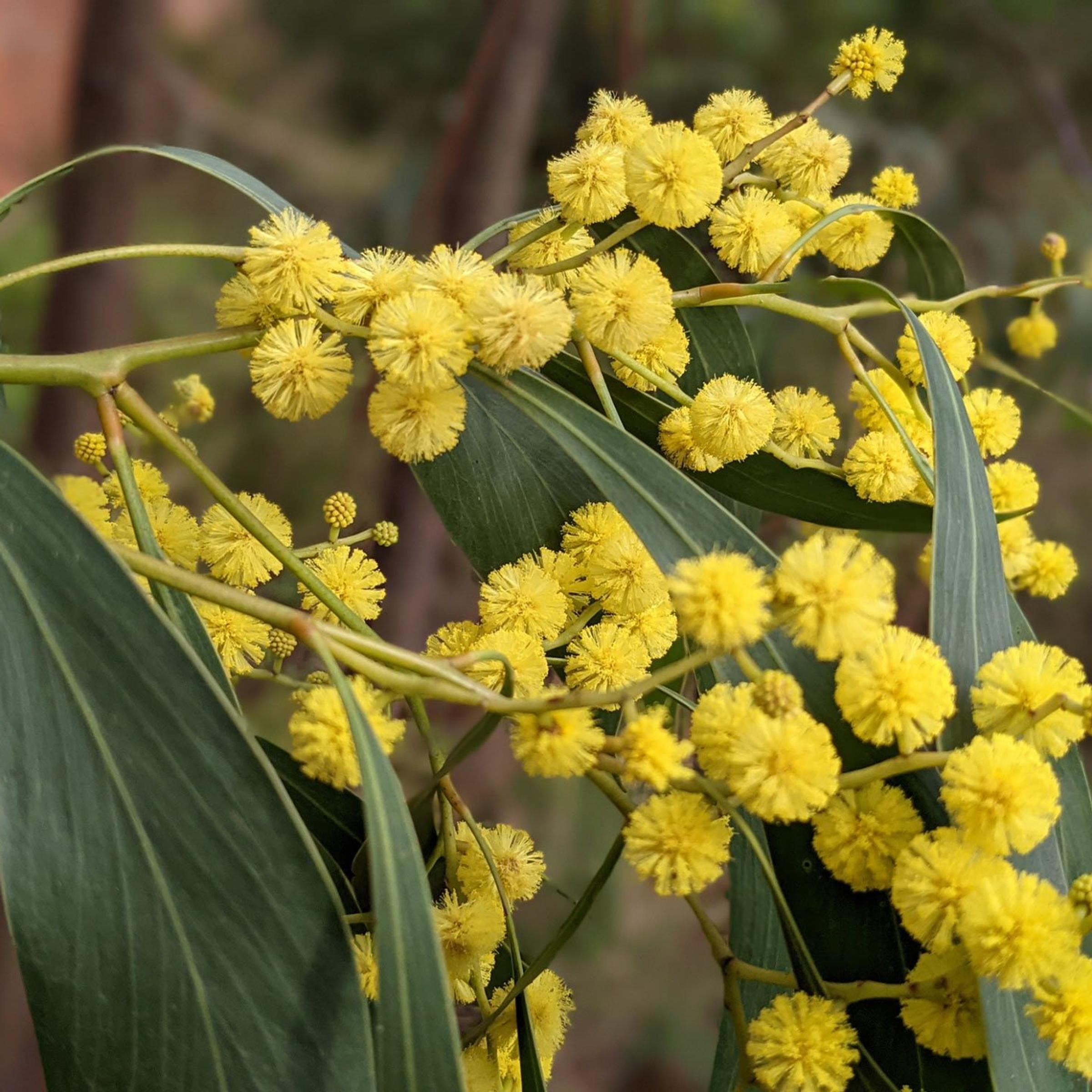 Golden Wattle