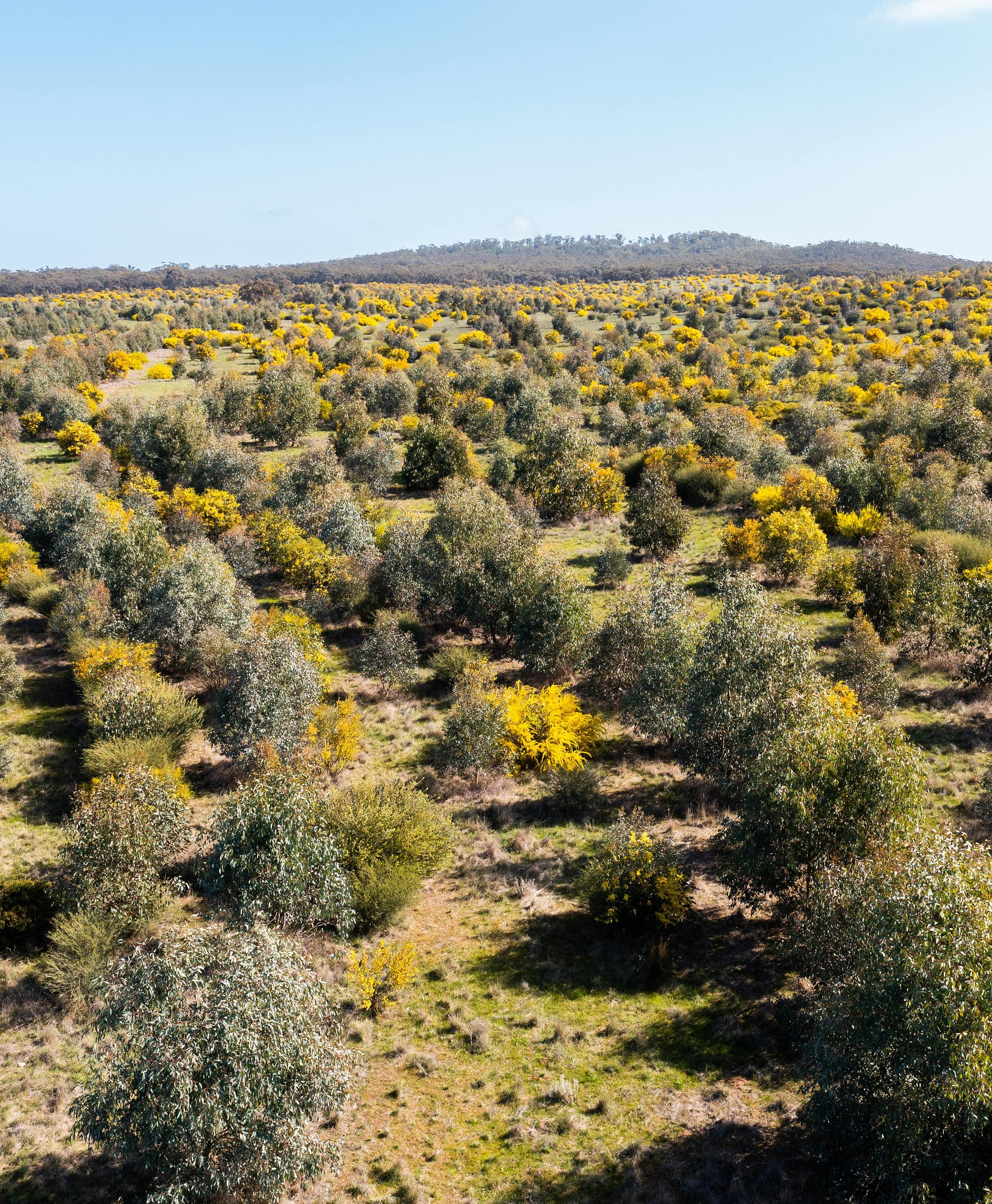 Large scale carbon reforestation project in Australia