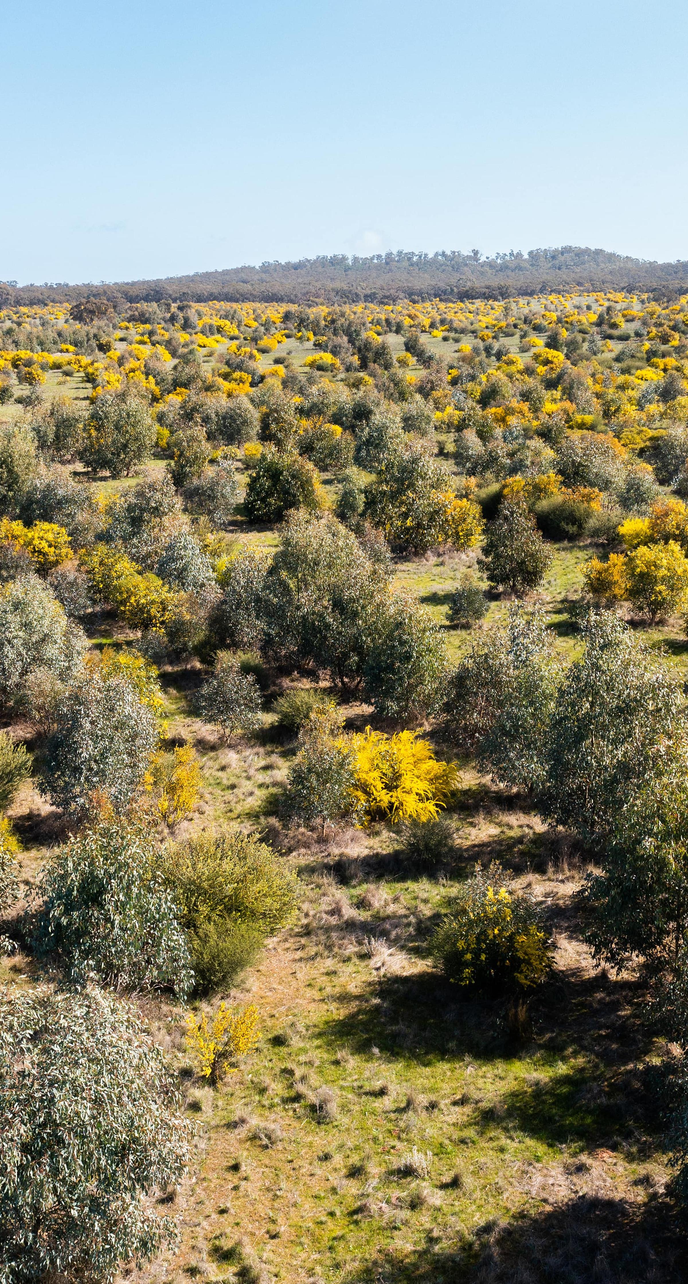 Aerial view of nature restoration project in Australia