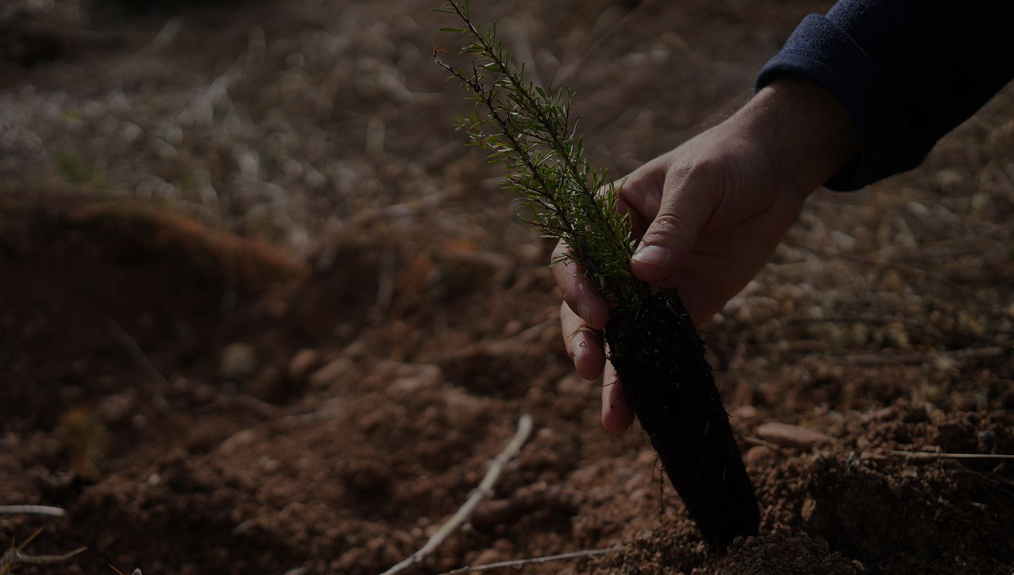 Tree planting in spain, arguedas