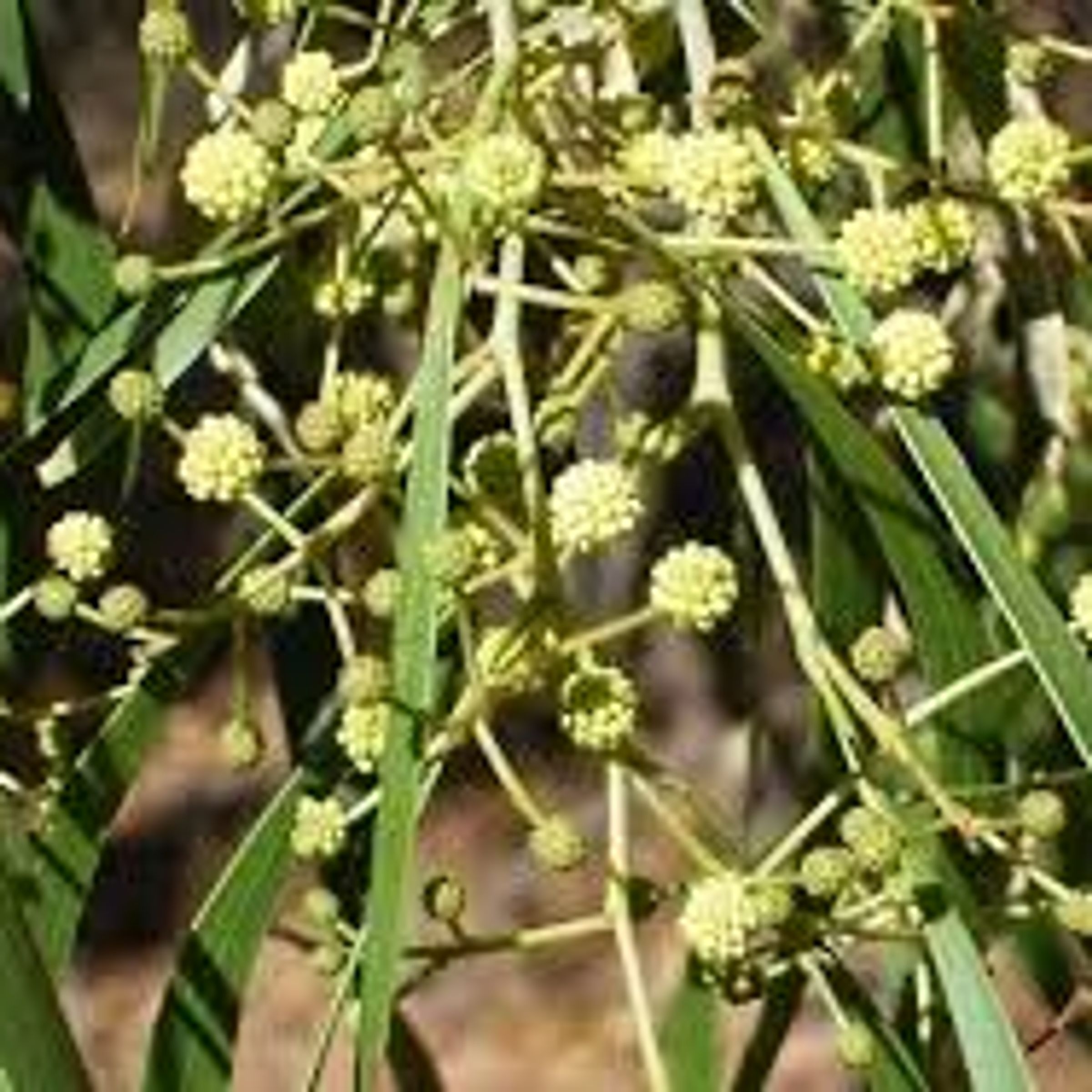 Acacia implexa