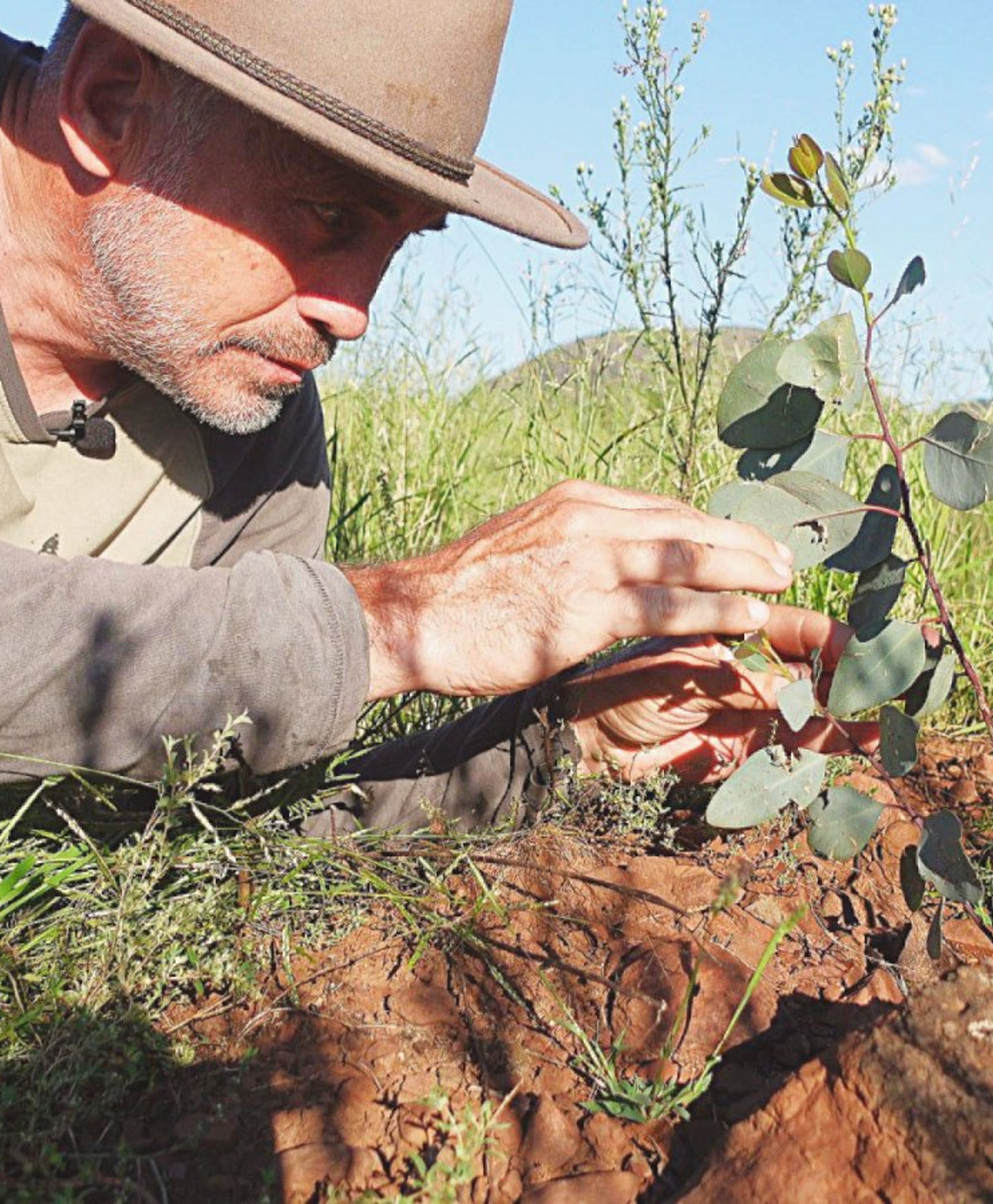 man touching eucalyptus