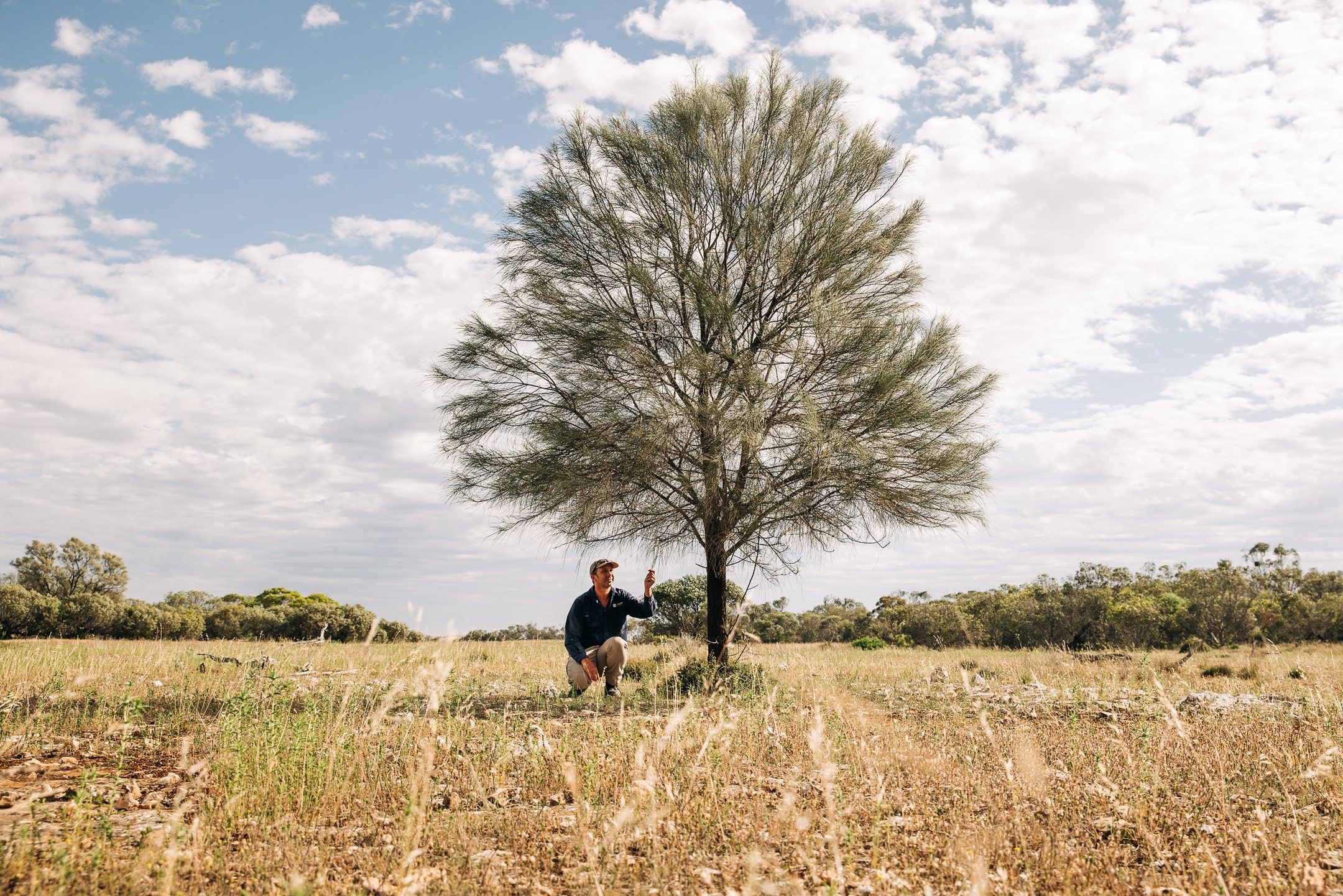 Drooping Sheoak remnants on Talia