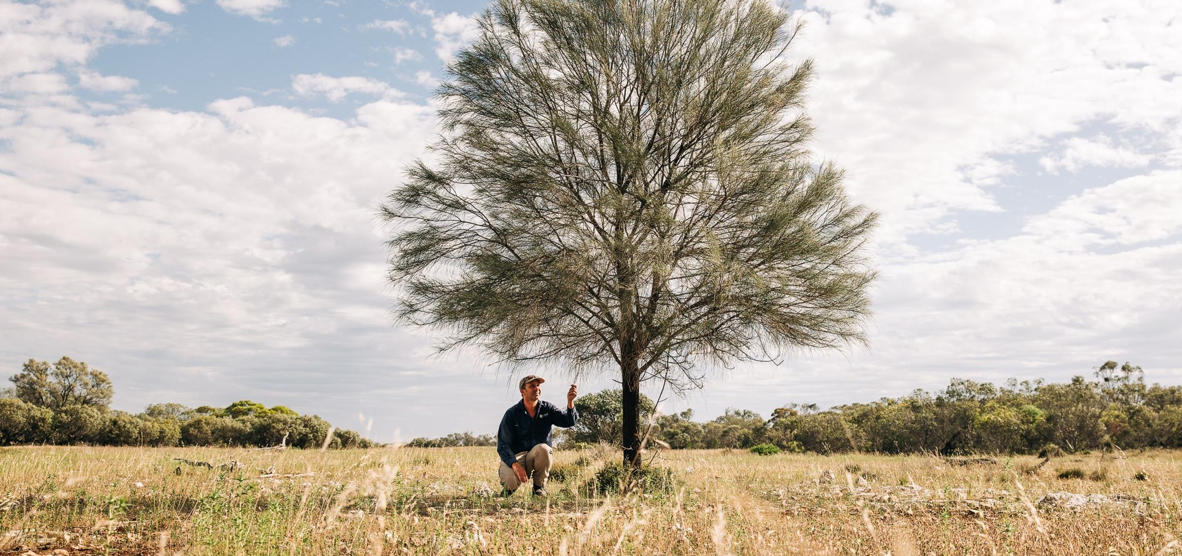 Iberdrola - Carbon2Nature Australia Case Study