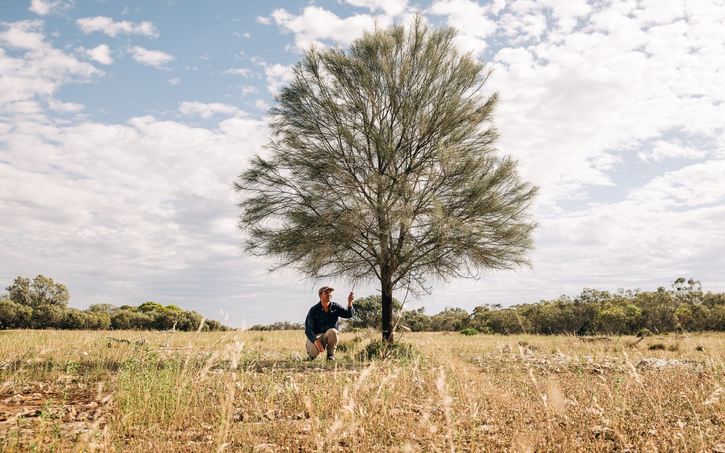 Drooping Sheoak on degraded land in South Australia.