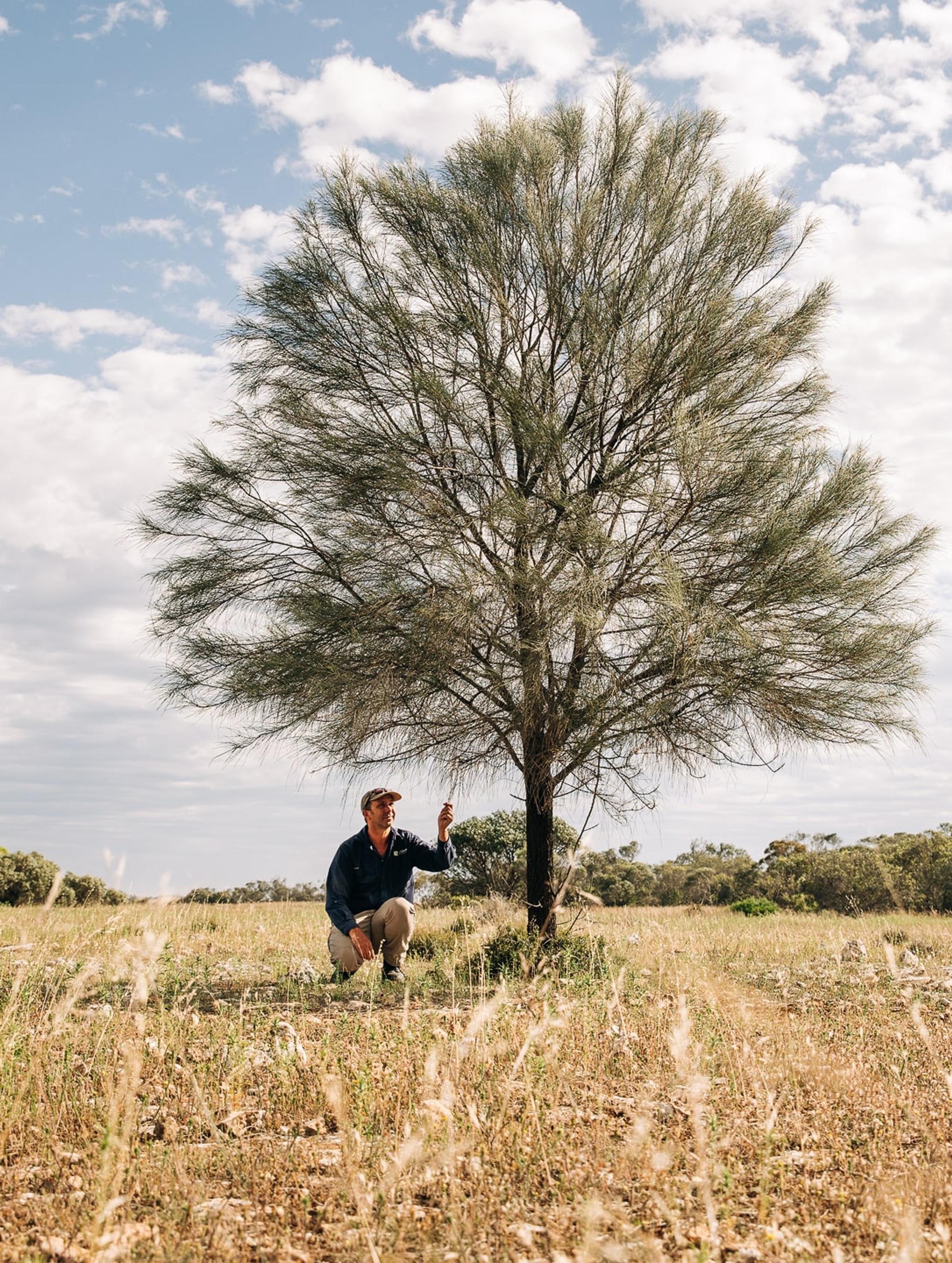 Iberdrola - Carbon2Nature Australia Case Study