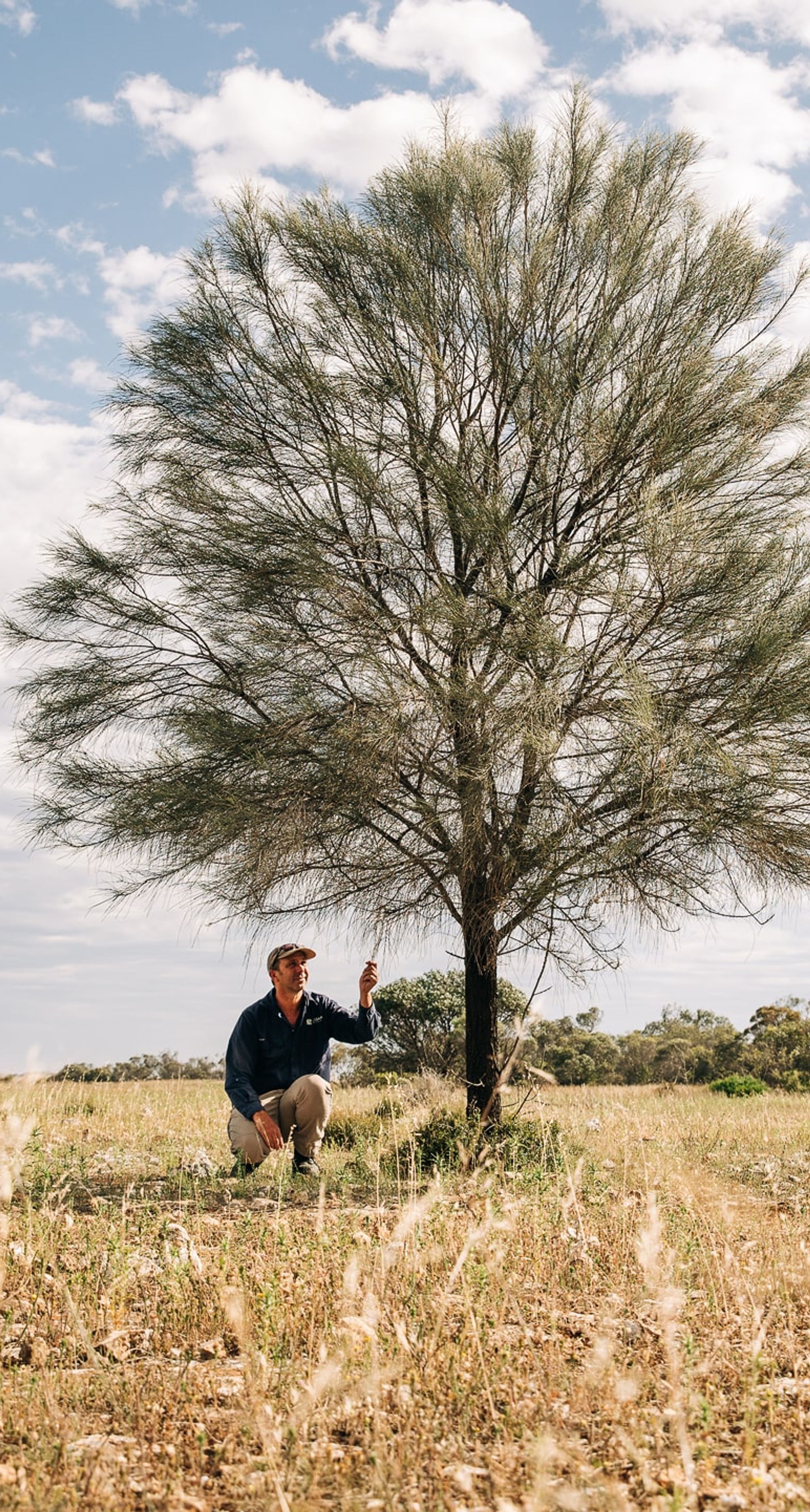 Drooping Sheoak on degraded land in South Australia.