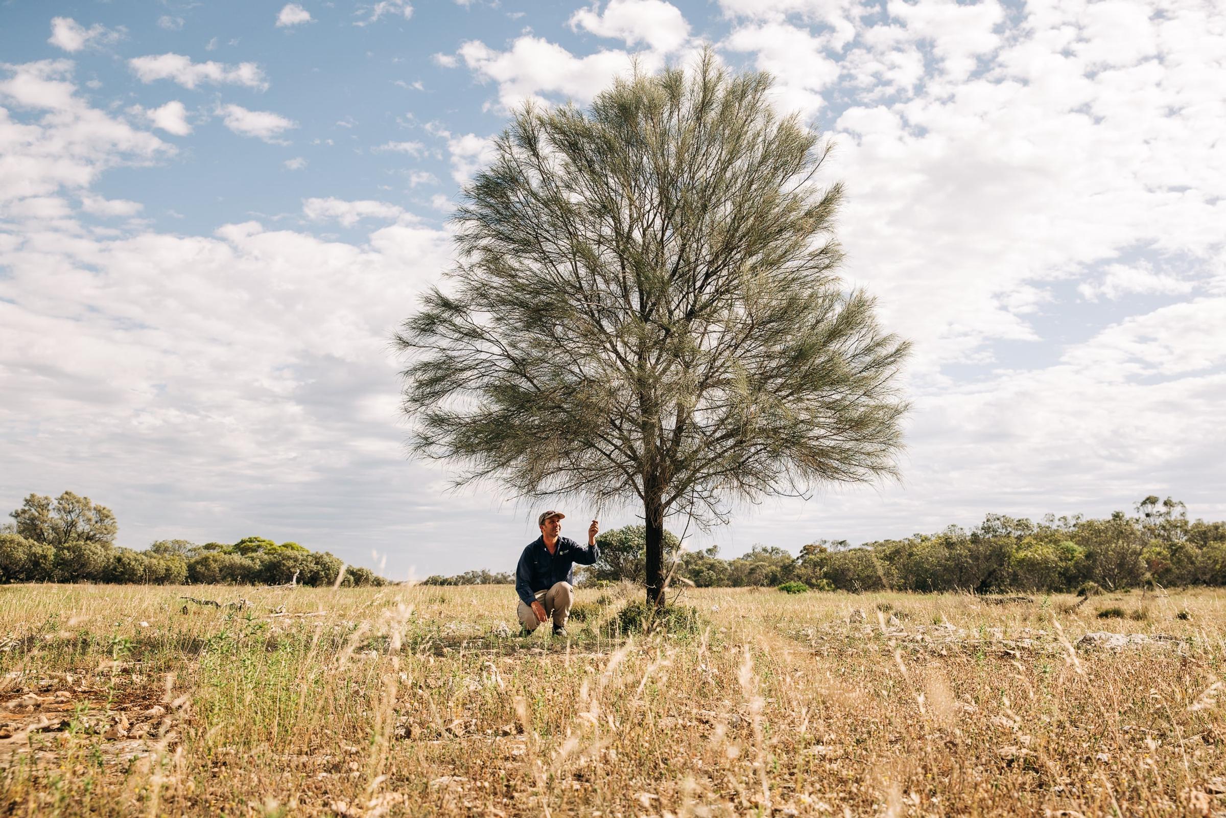 Drooping Sheoak remnants on Talia