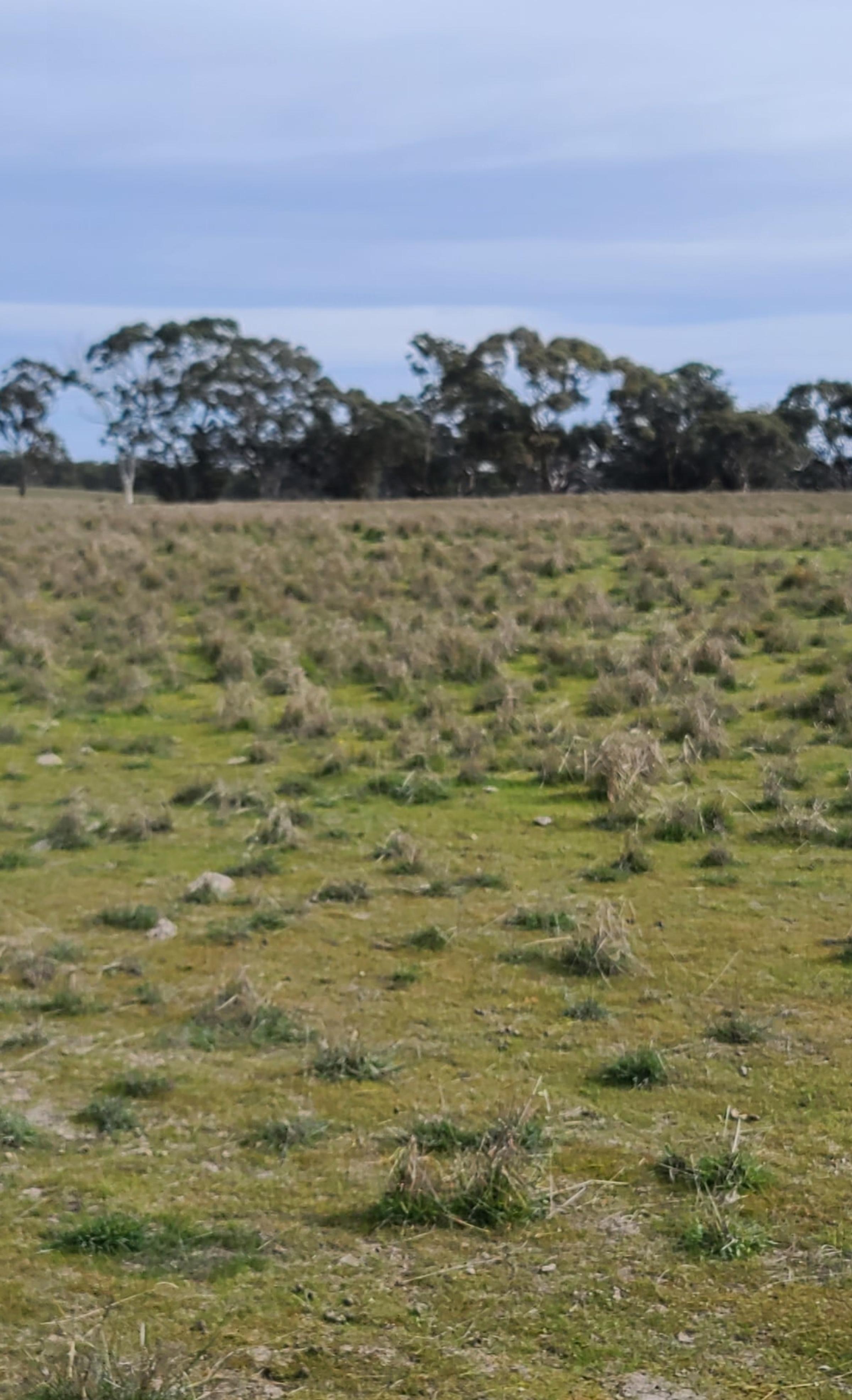 Degraded land carbon restoration site Peronne Victoria