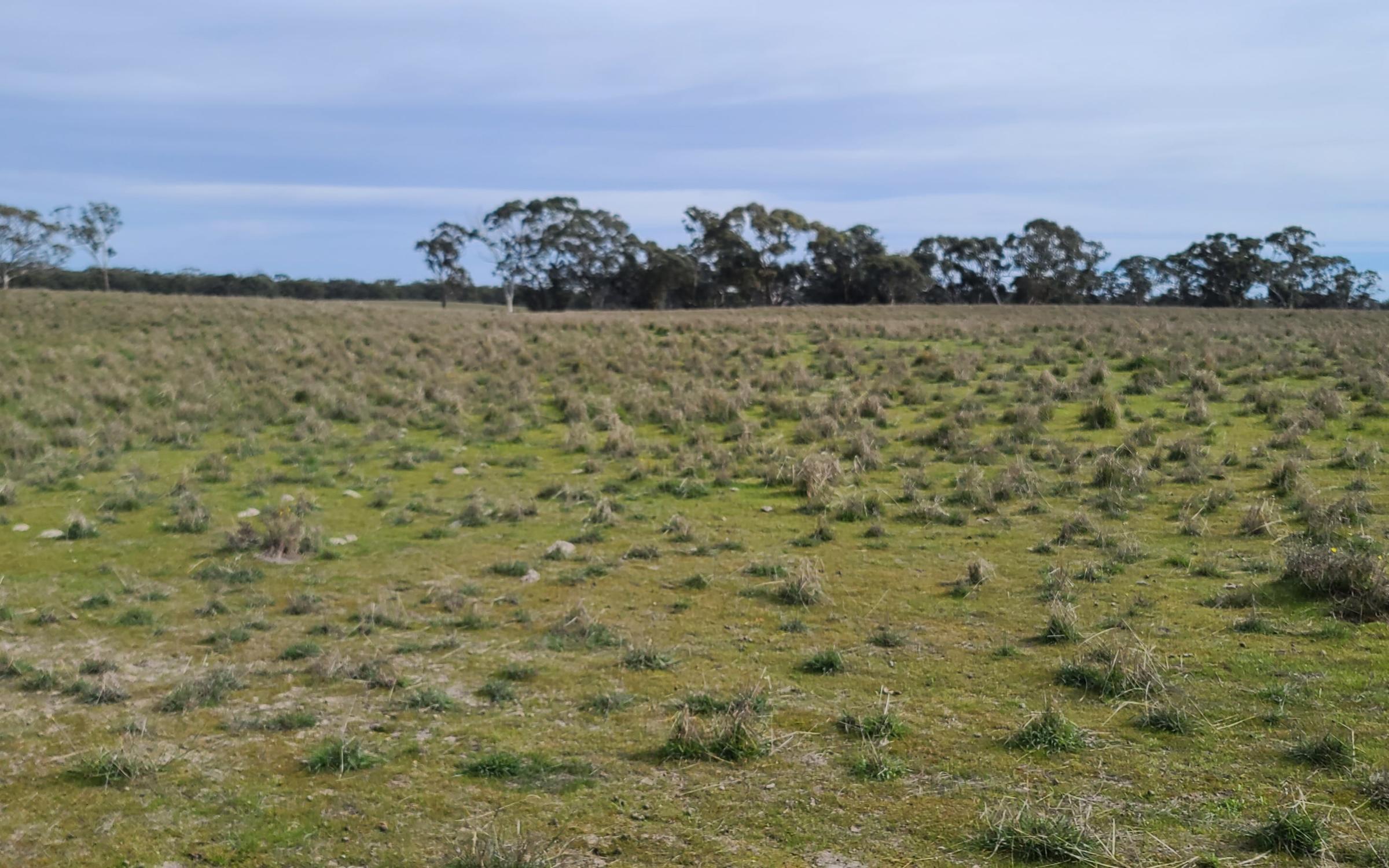 Degraded land carbon restoration site Peronne Victoria