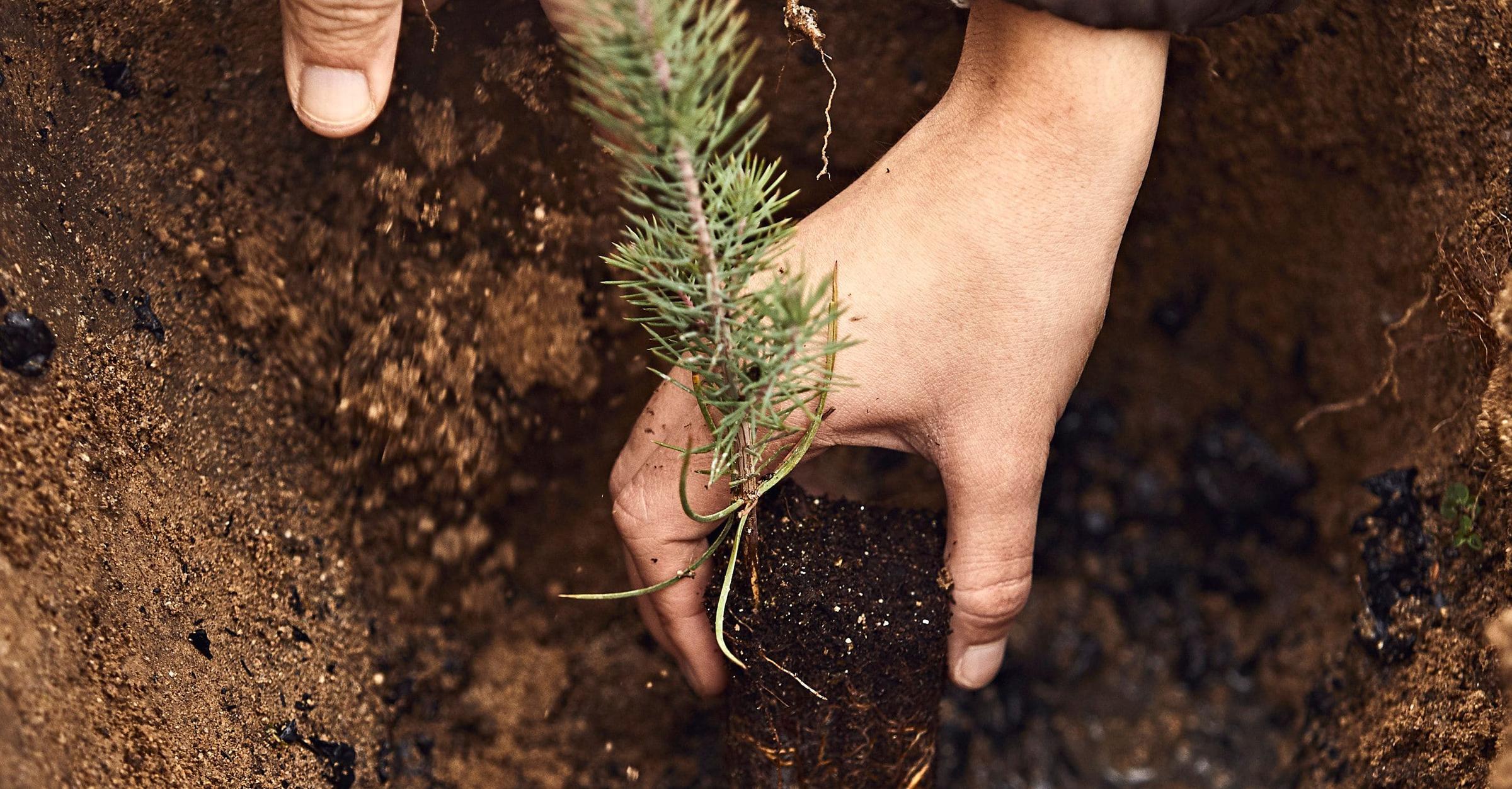 Planting tree in ground
