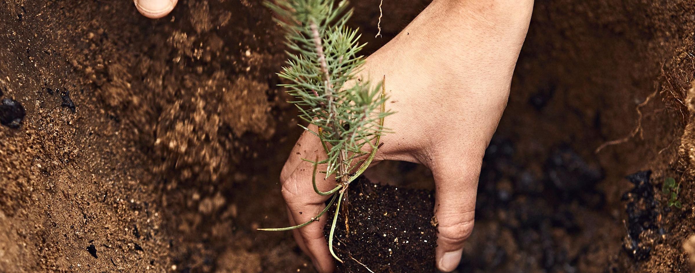 hands touching a tree