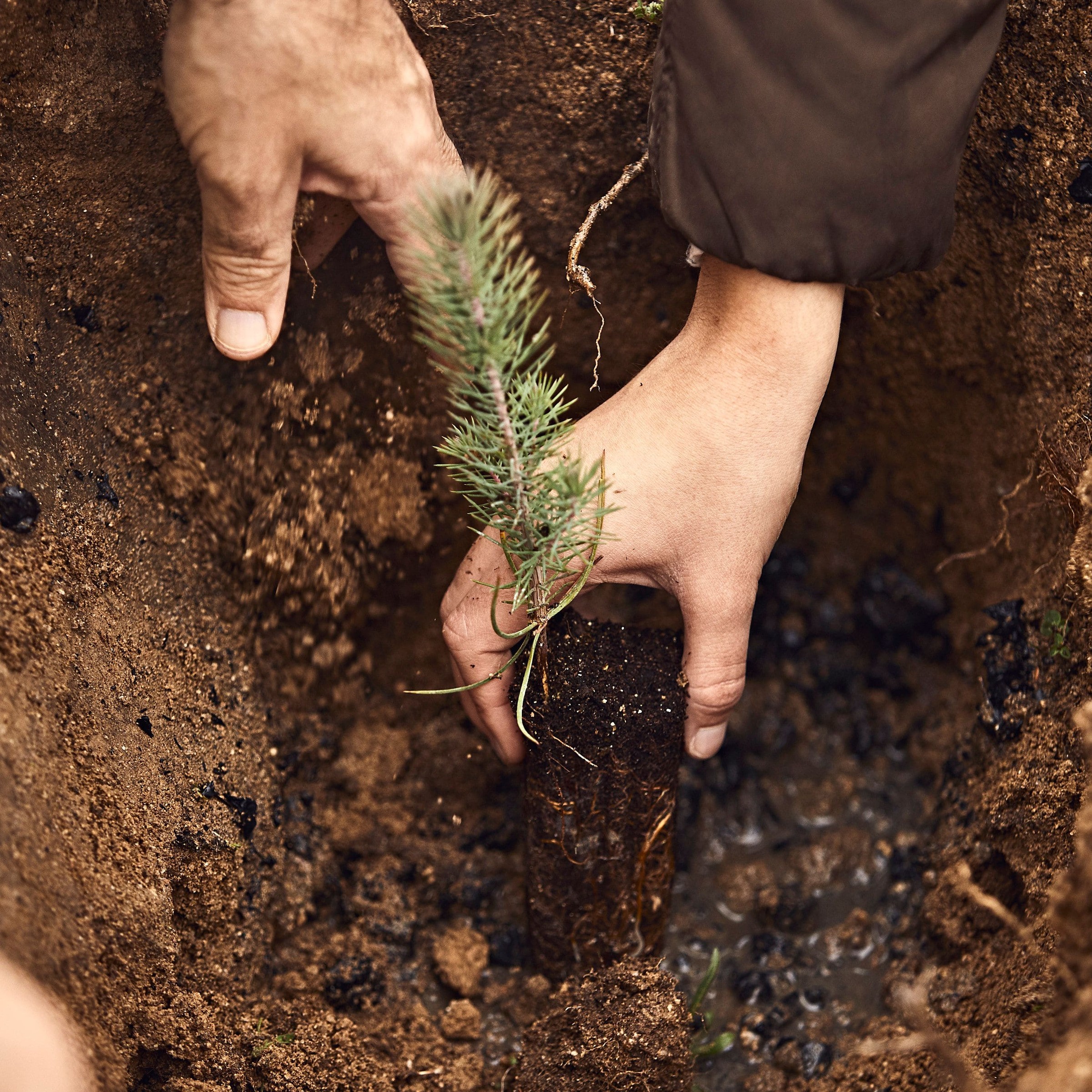 planting sapling into earth