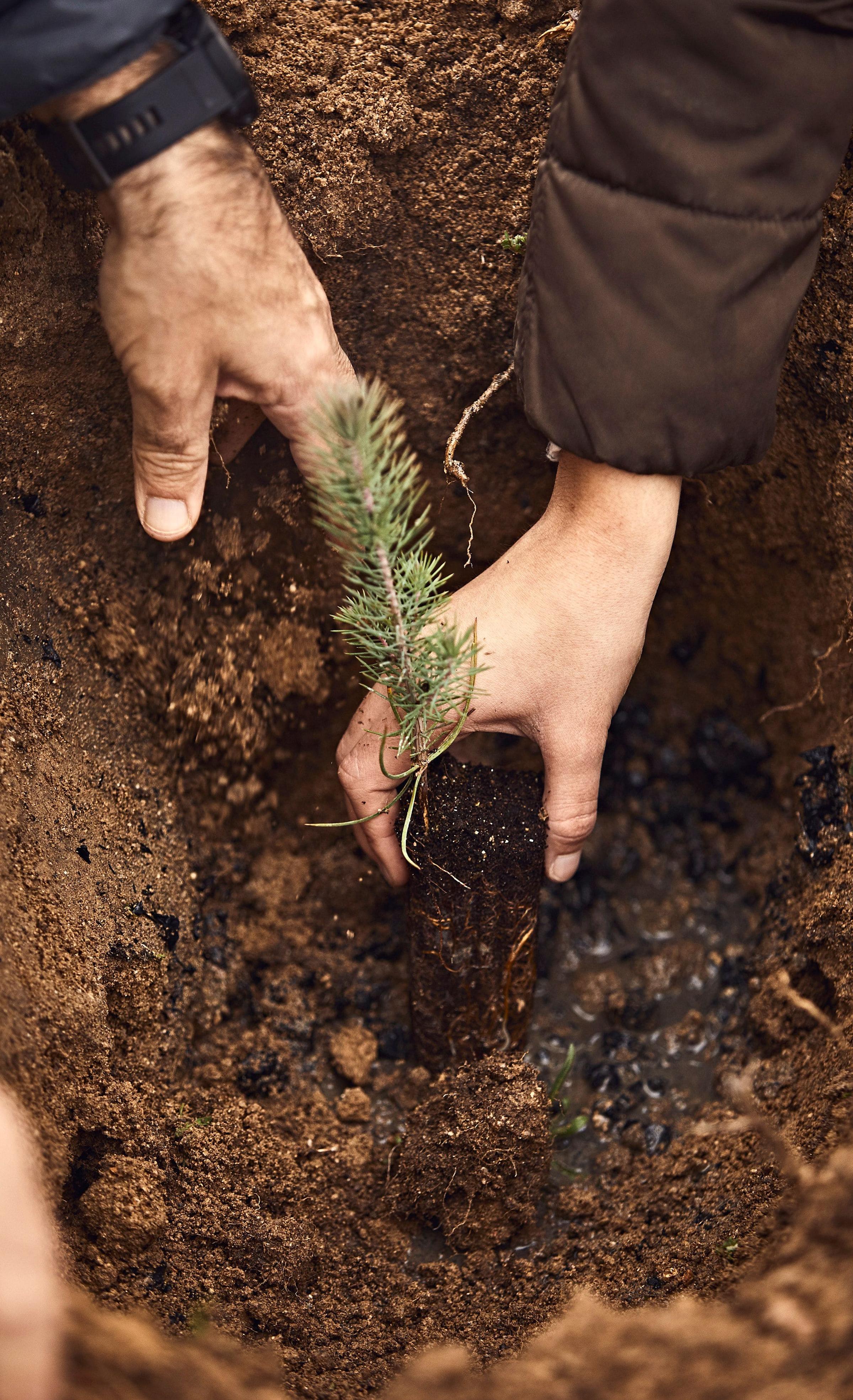 hands touching a tree