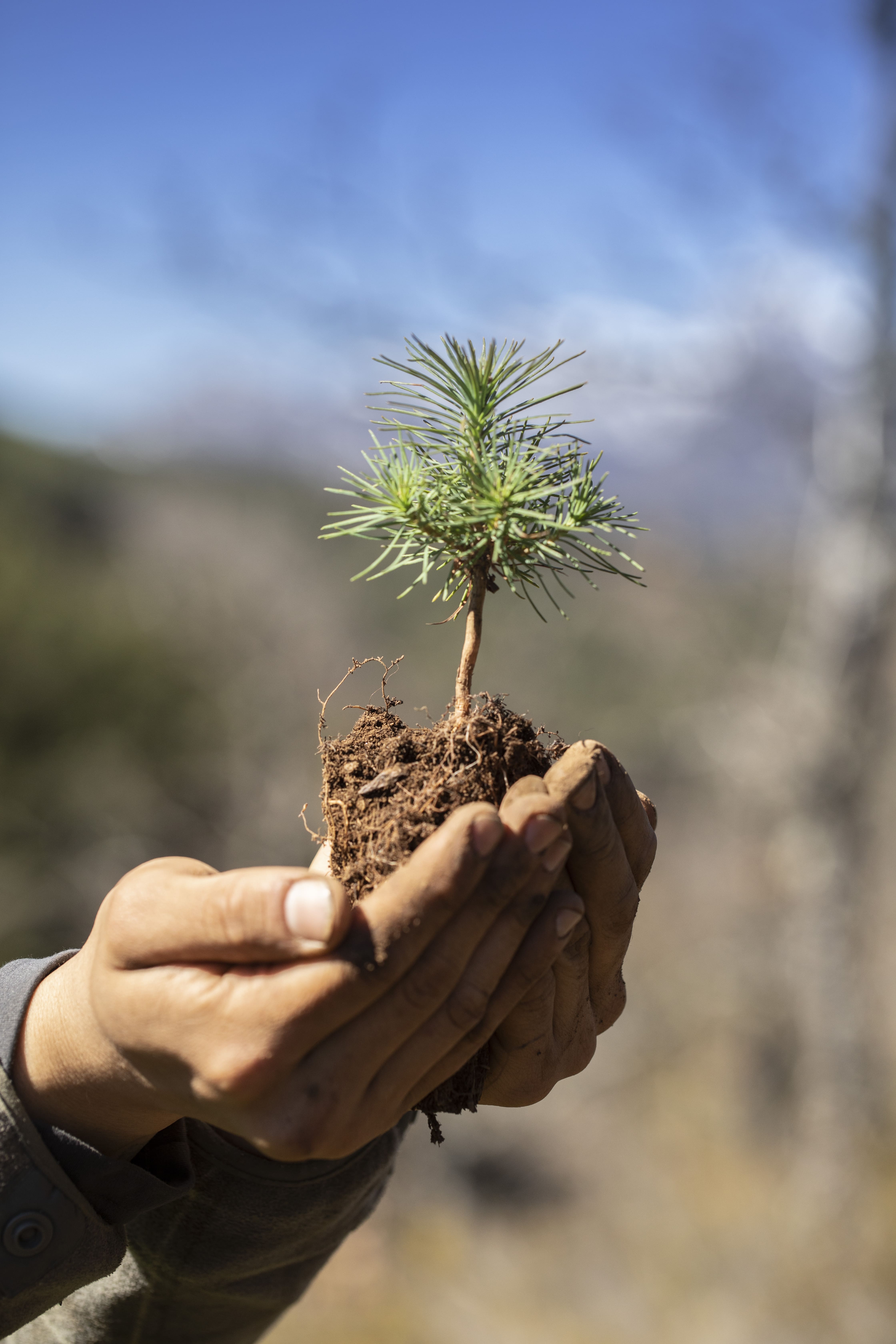 Hand holding pine tree sapling