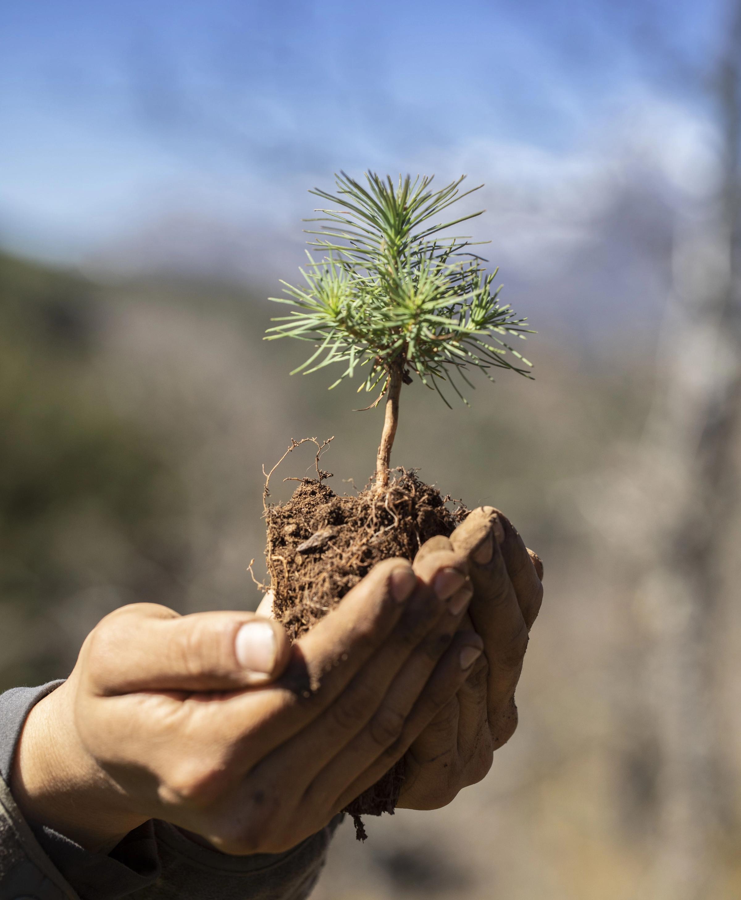 Hand holding pine tree sapling