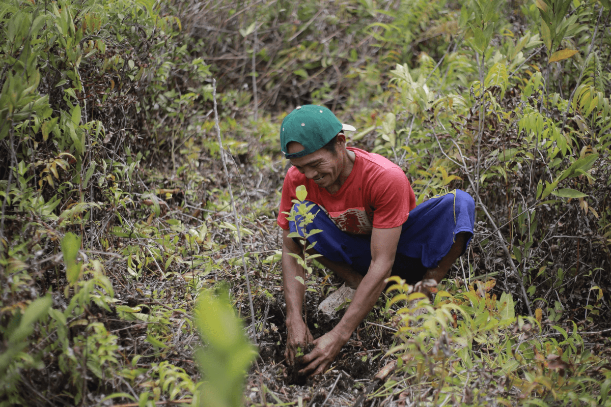 Indonesian man planting tree in jungle