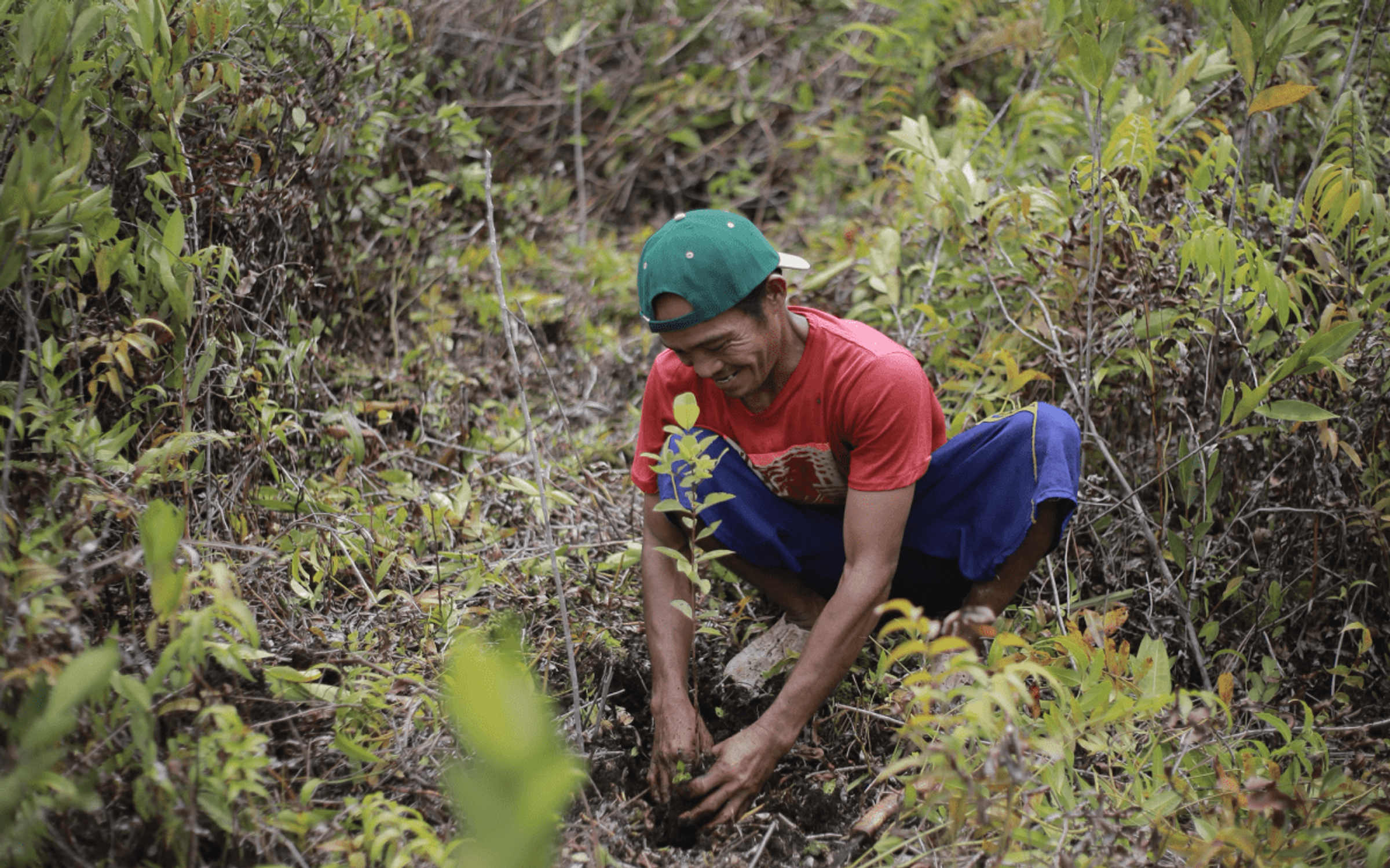 Indonesian man planting tree in jungle
