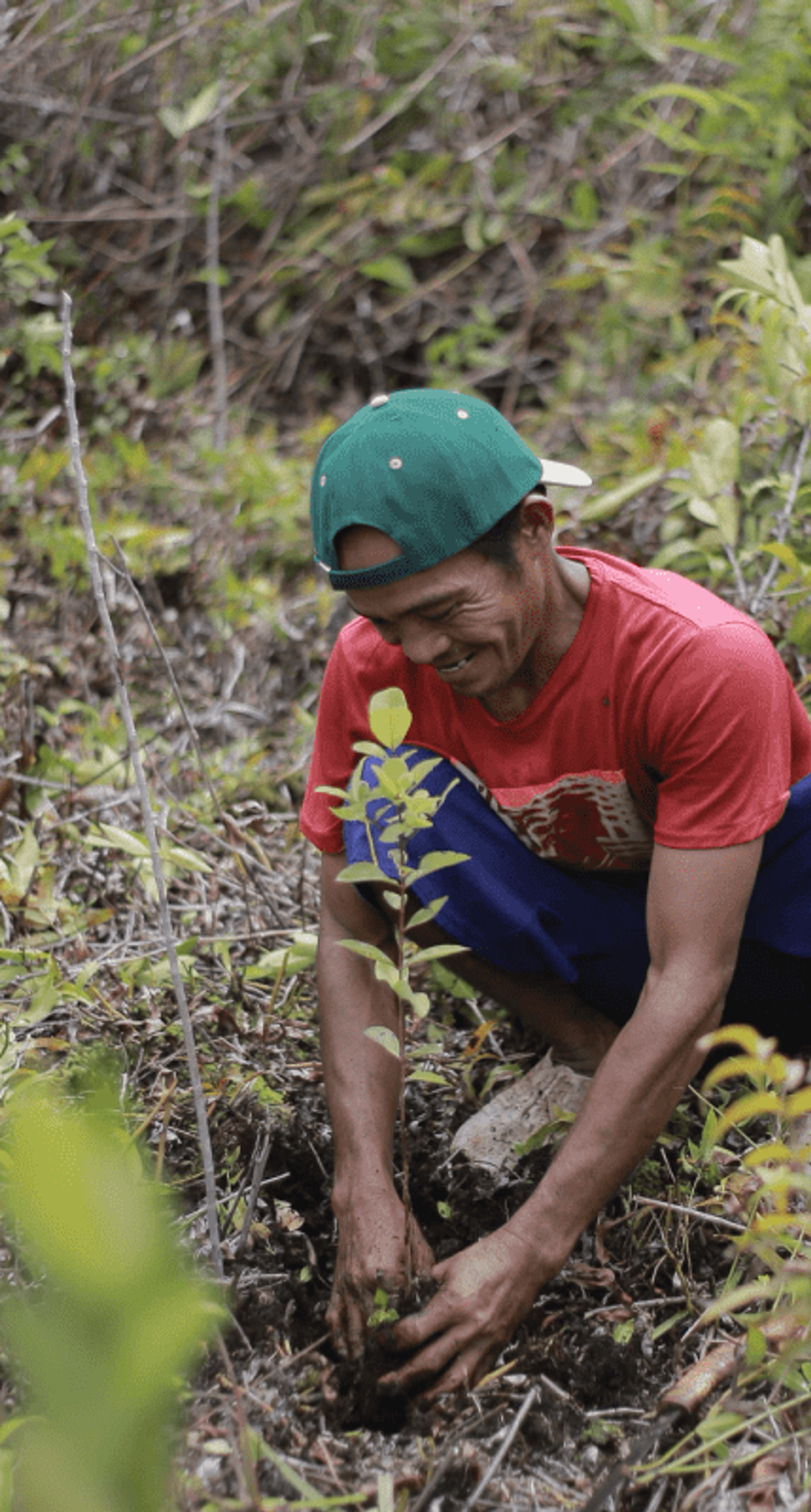 Indonesian man planting tree in jungle