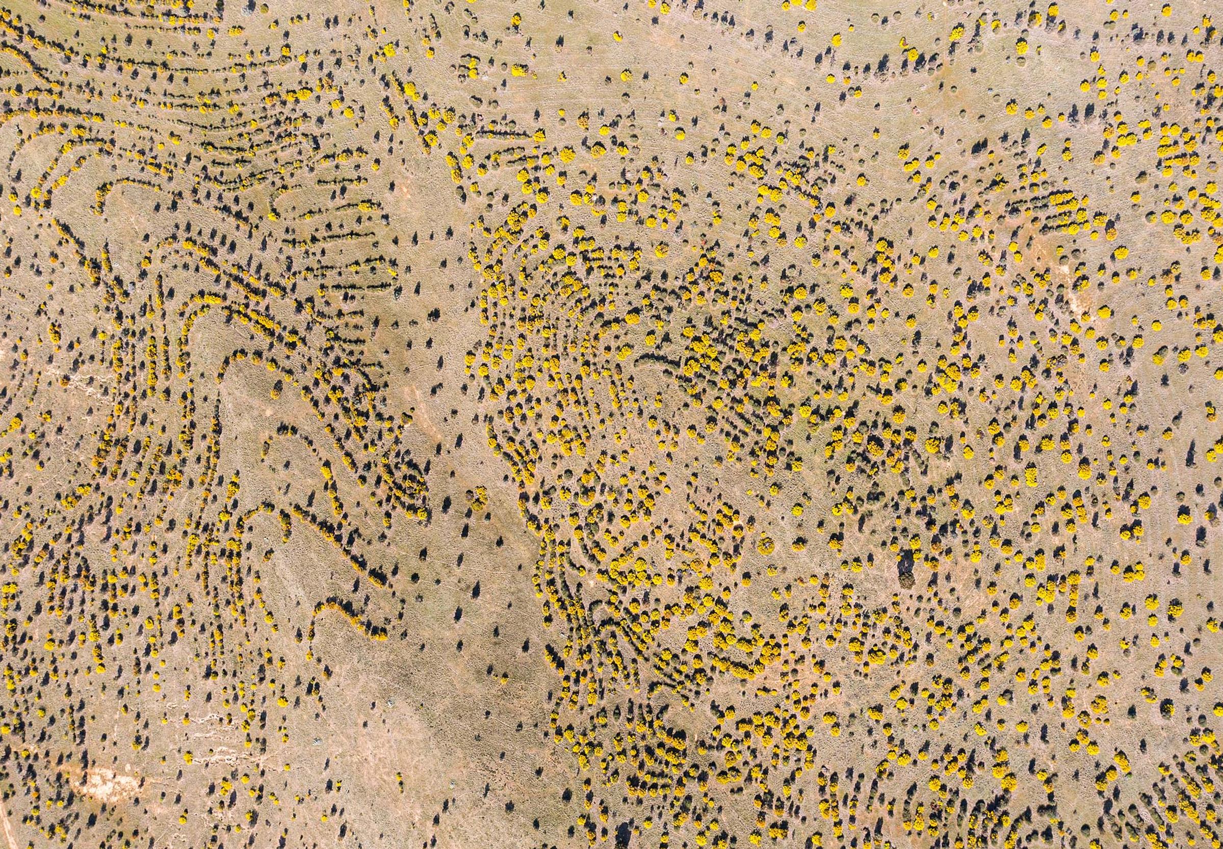 Arial image of reforestation project in Australia