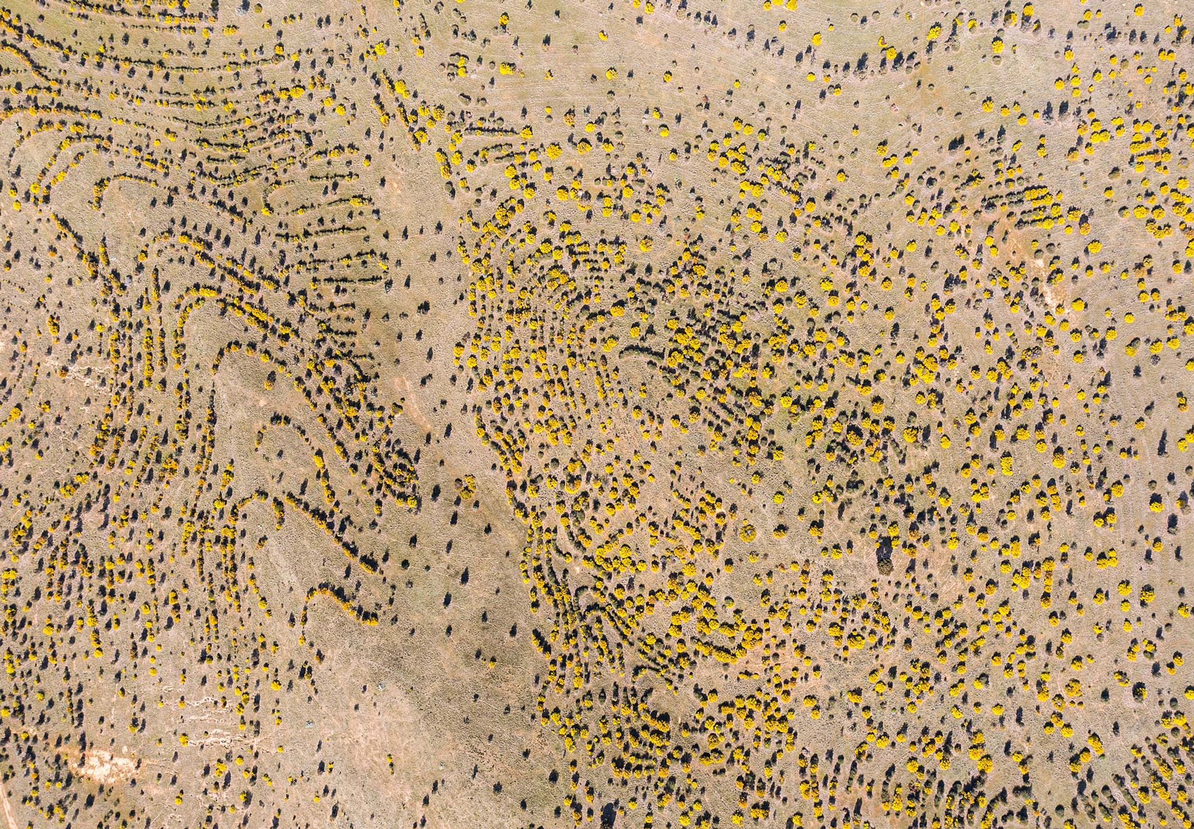 Arial image of reforestation project in Australia