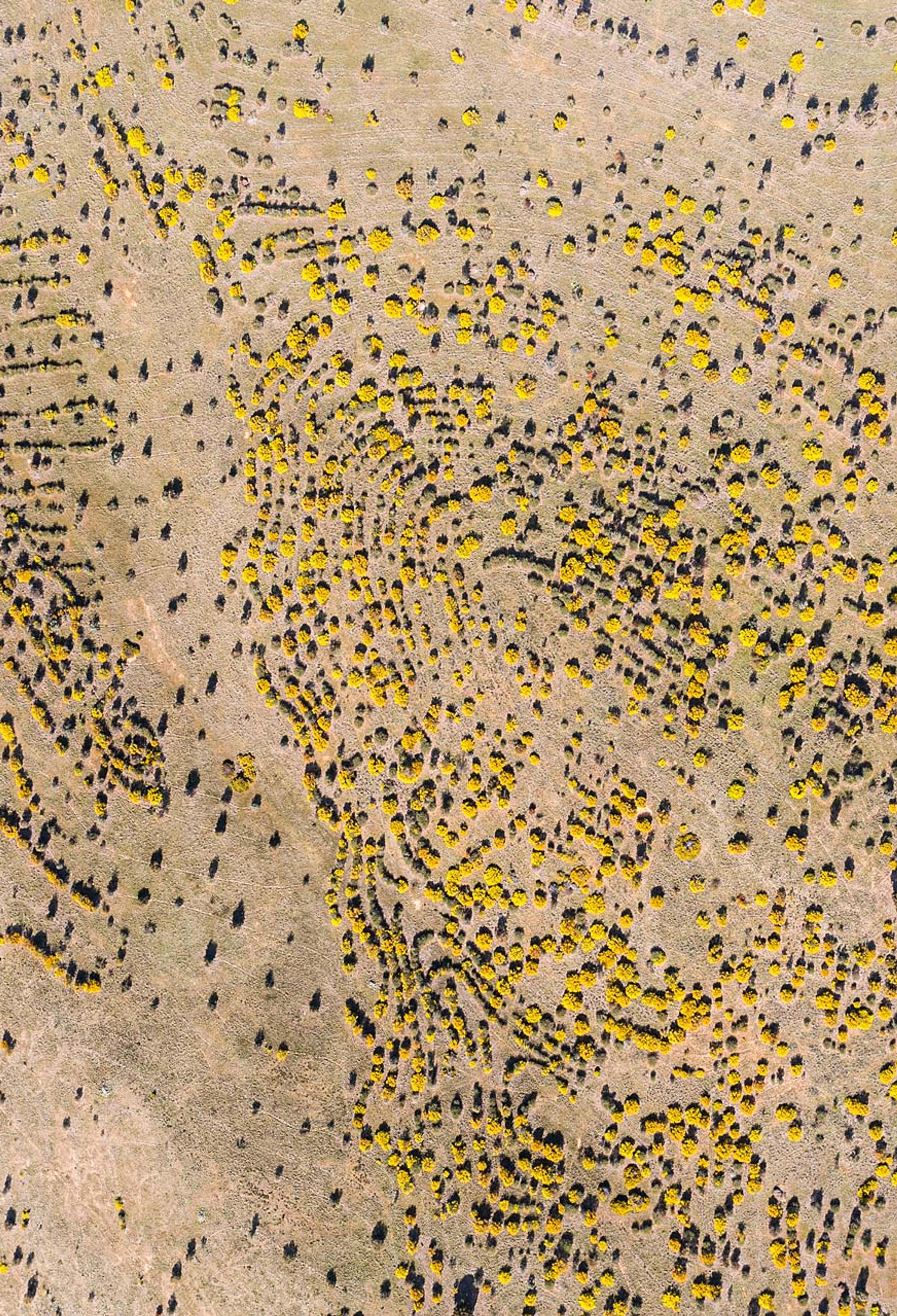 Arial image of reforestation project in Australia