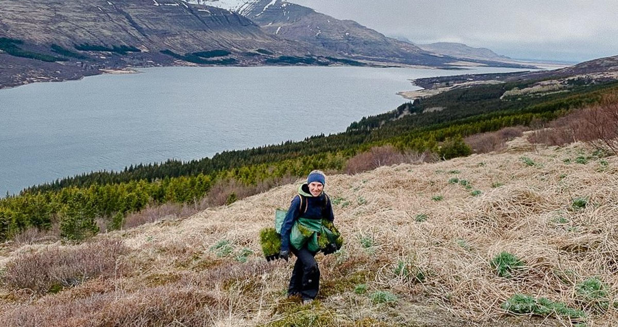 Lost Vikings, Hungry Sheep and Volcanic Soil