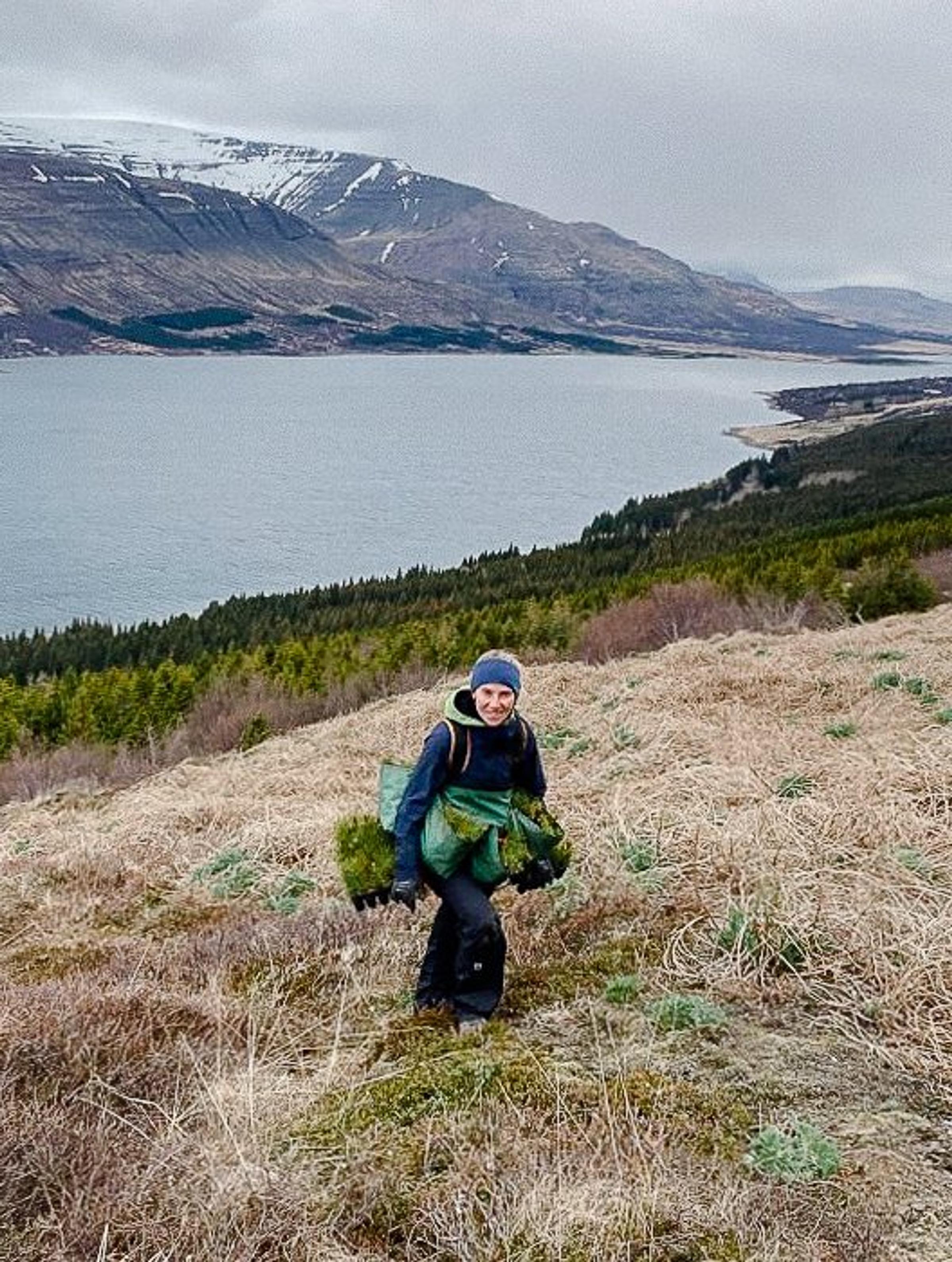 Lost Vikings, Hungry Sheep and Volcanic Soil