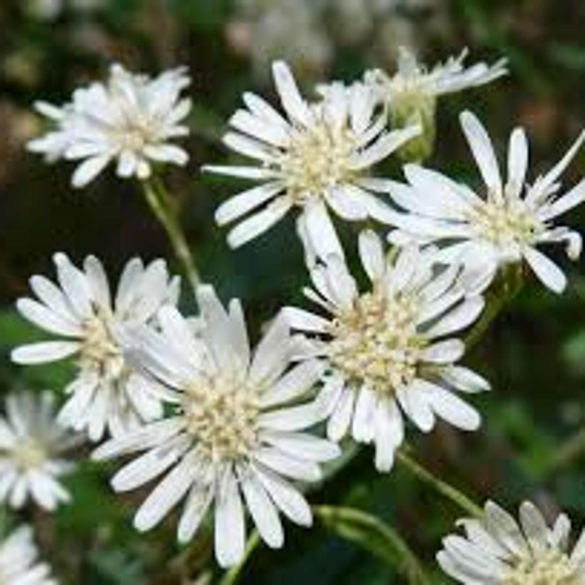 Olearia lirata