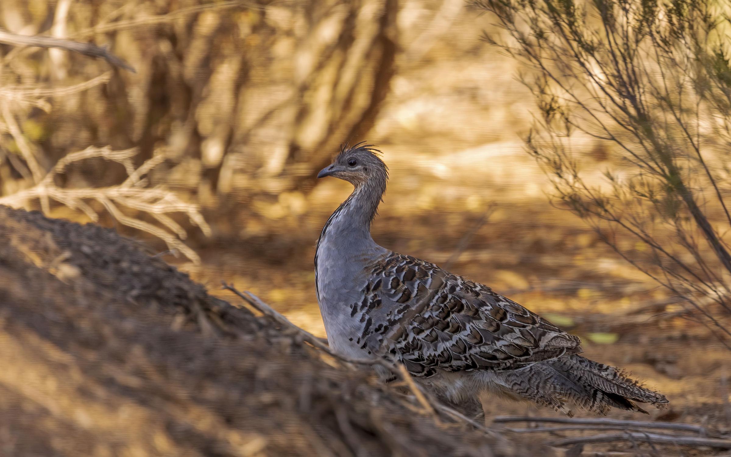 Mallee Fowl (Leipoa ocellata) Victoria Australia