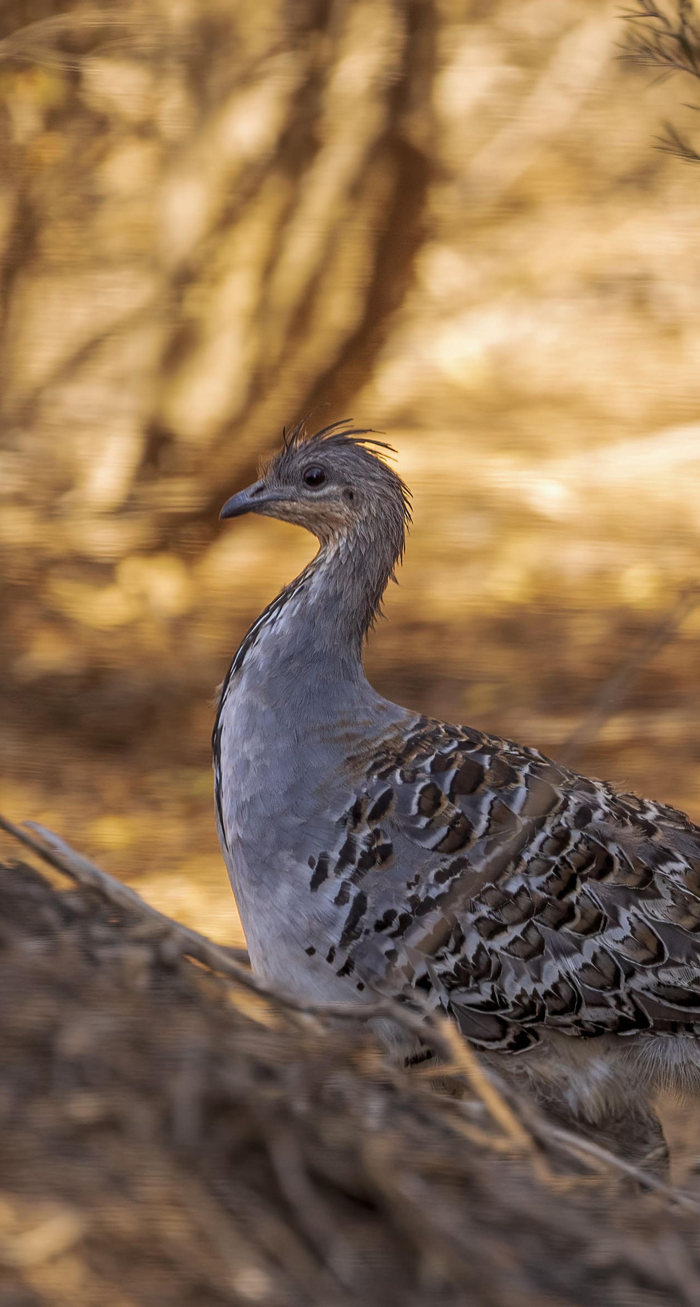 Mallee Fowl (Leipoa ocellata) Victoria Australia