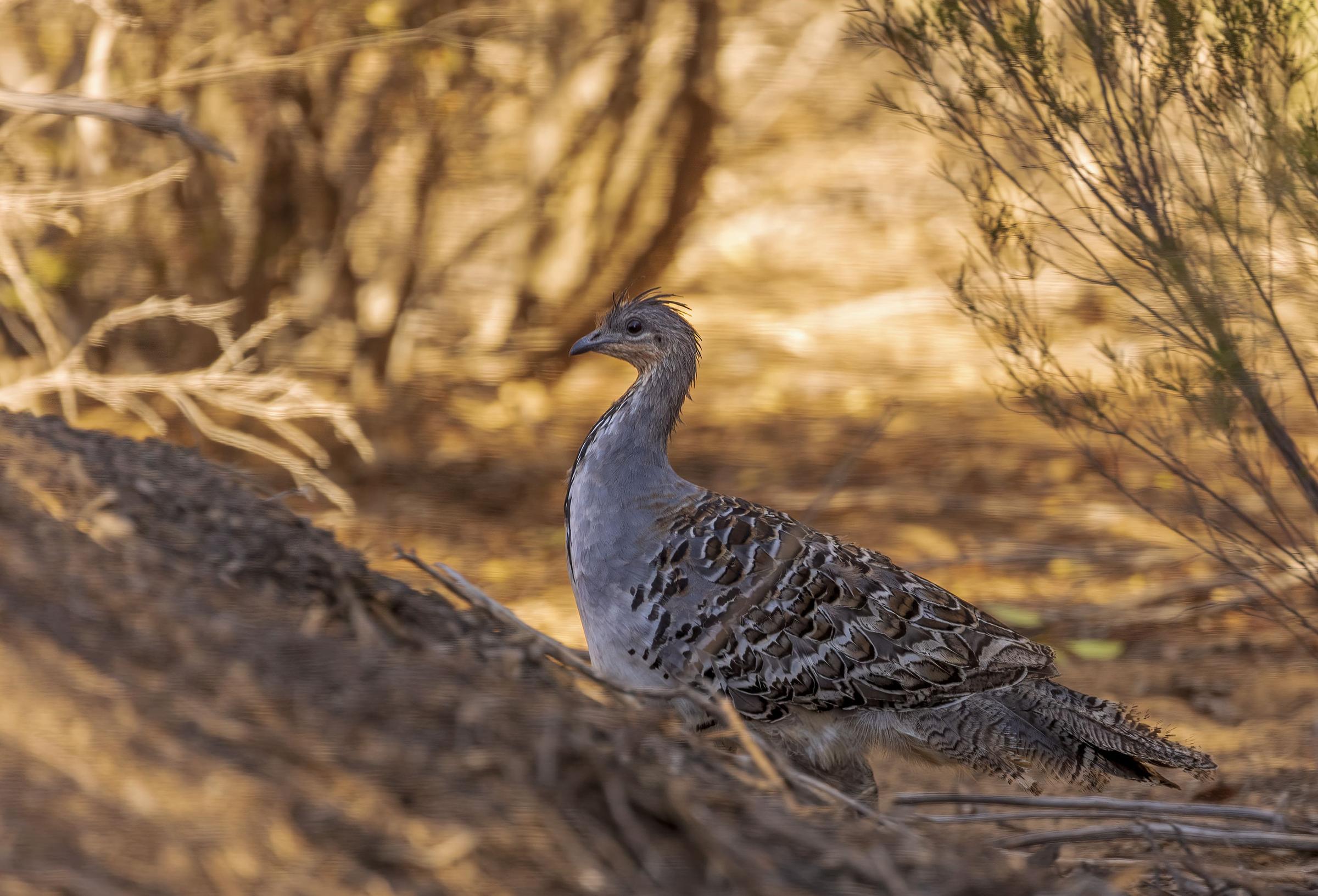 Malleefowl